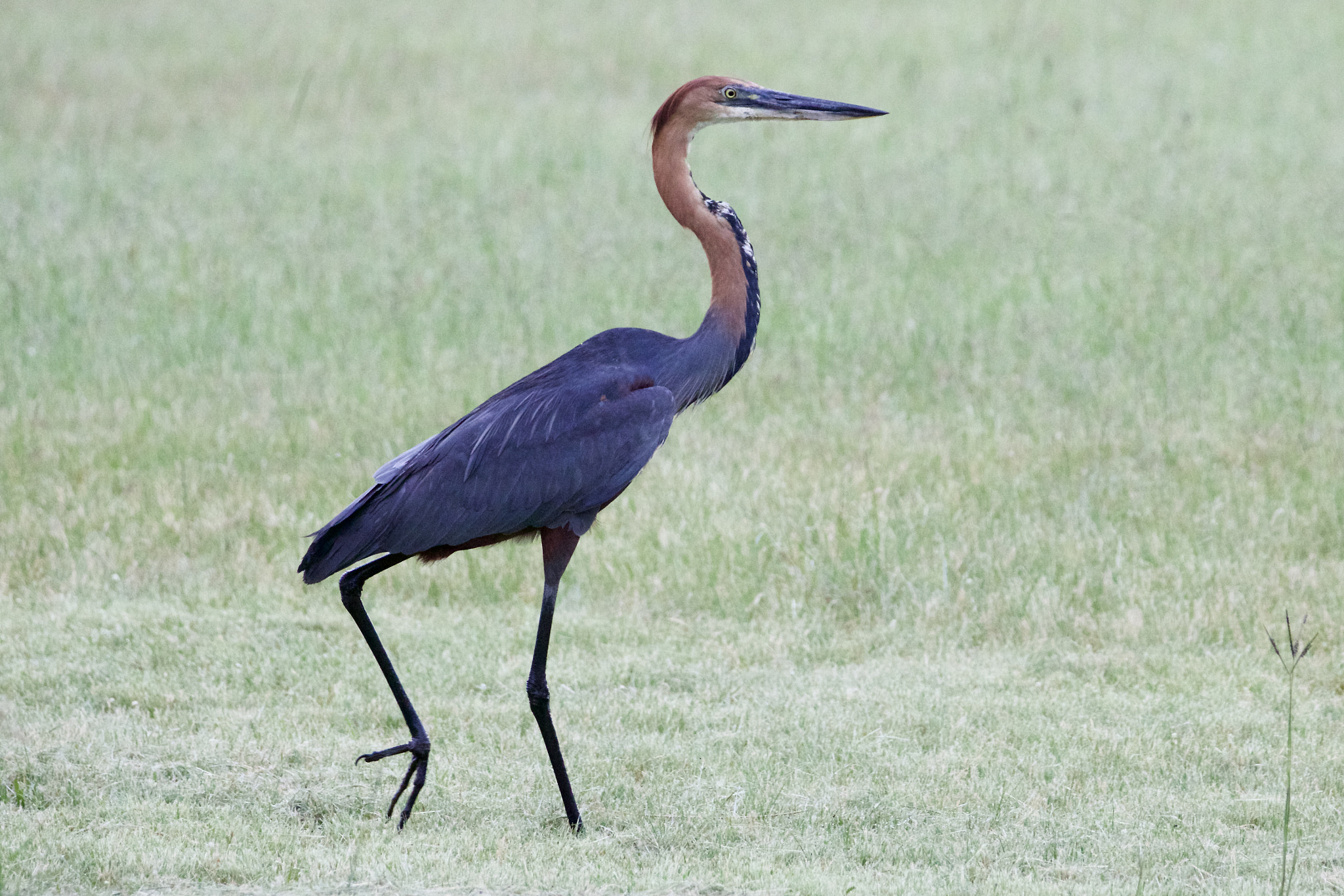 Sigma 150mm f/2.8 EX DG OS HSM APO Macro sample photo. Giant heron photography
