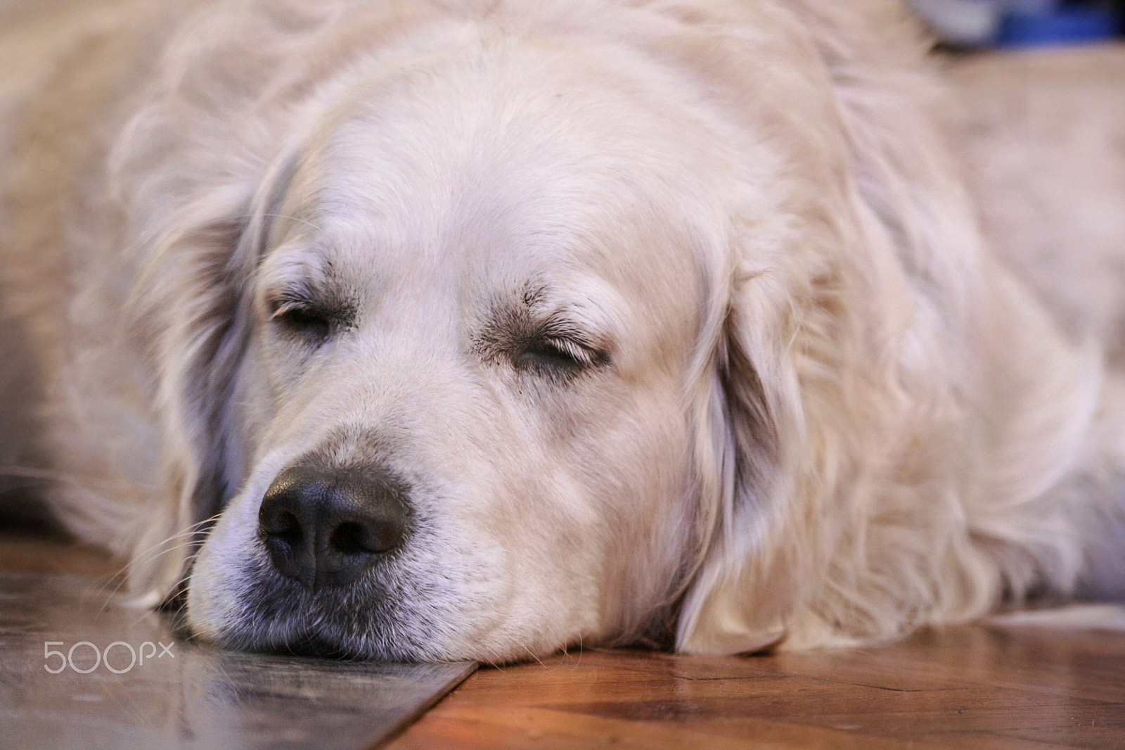 Canon EOS 400D (EOS Digital Rebel XTi / EOS Kiss Digital X) + Canon EF 100-300mm F4.5-5.6 USM sample photo. Close-up of golden retriever sleeping photography