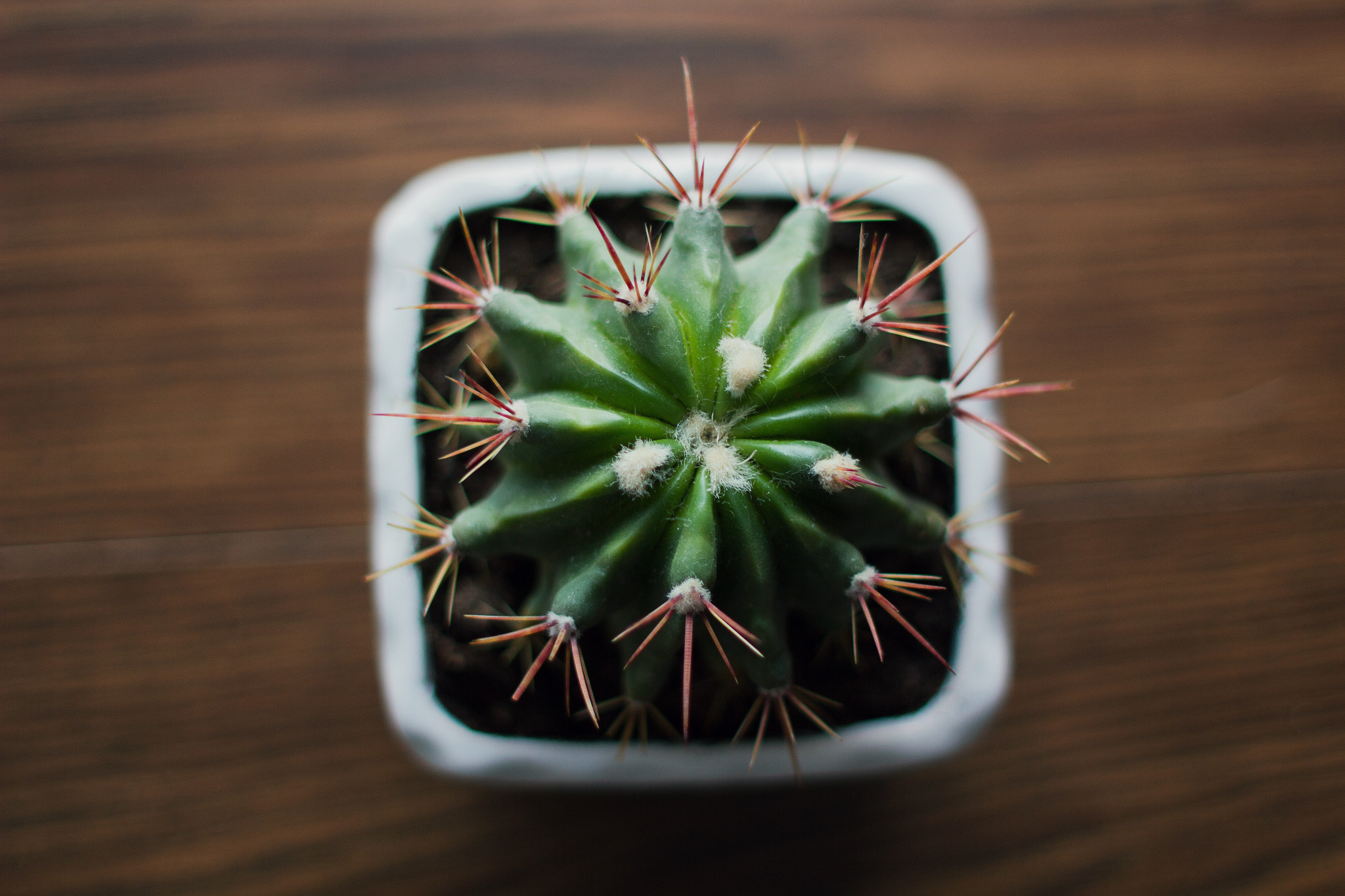 Canon EF 28mm F1.8 USM sample photo. Soft & prickly photography