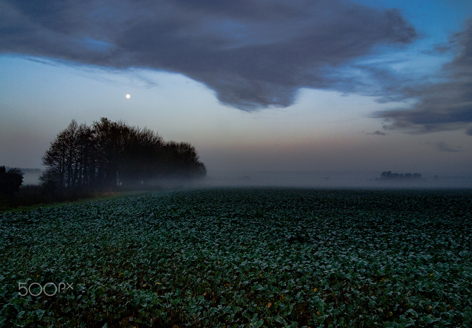 Olympus PEN E-PL2 sample photo. Moon over a field of cabbages in oxfordshire uk photography