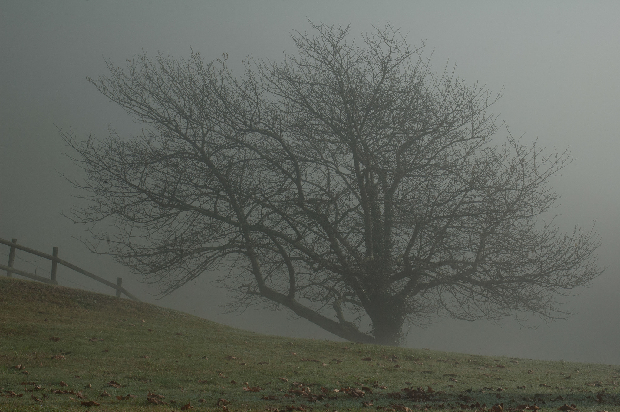 Nikon D70 sample photo. Arbol photography