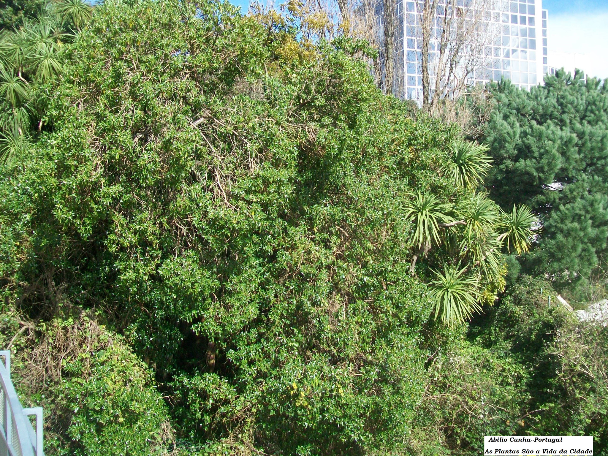 Kodak EasyShare C913 sample photo. As plantas na cidade photography