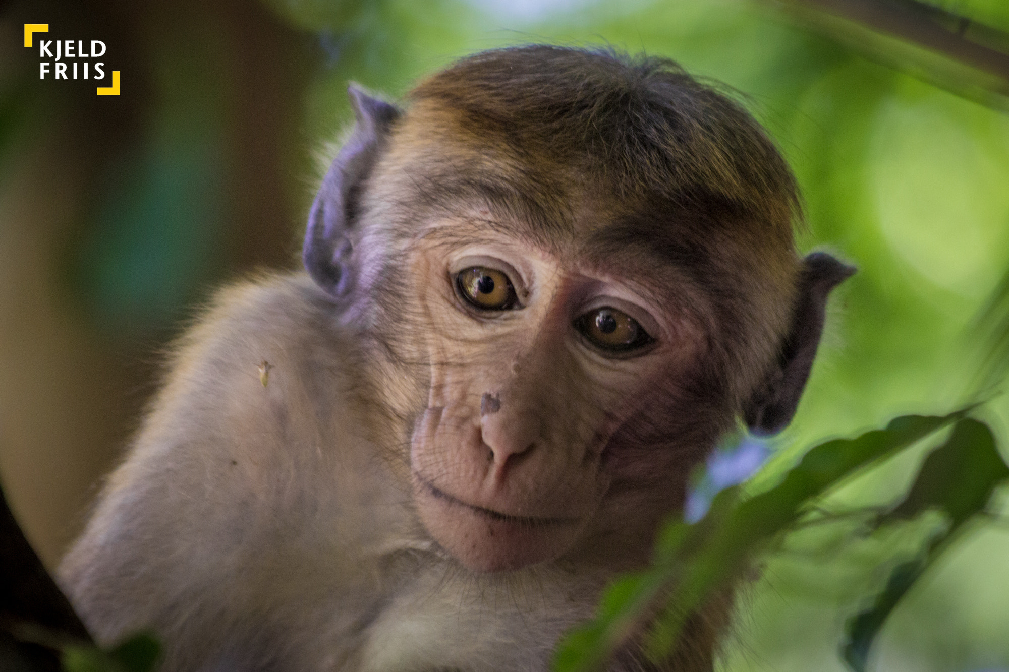 Canon EOS 600D (Rebel EOS T3i / EOS Kiss X5) sample photo. Little monkey photography