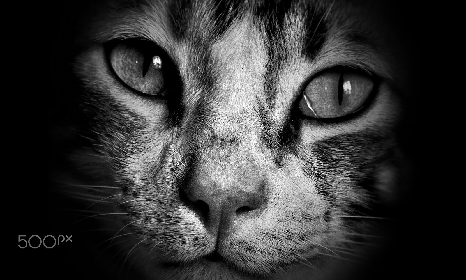 AF Zoom-Nikkor 28-80mm f/3.3-5.6G sample photo. Bela's prtrait photography