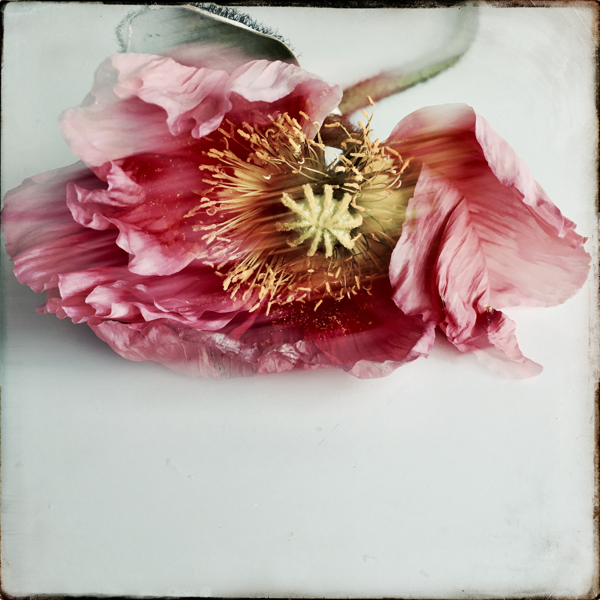 Hipstamatic 331 sample photo. Poppy photography