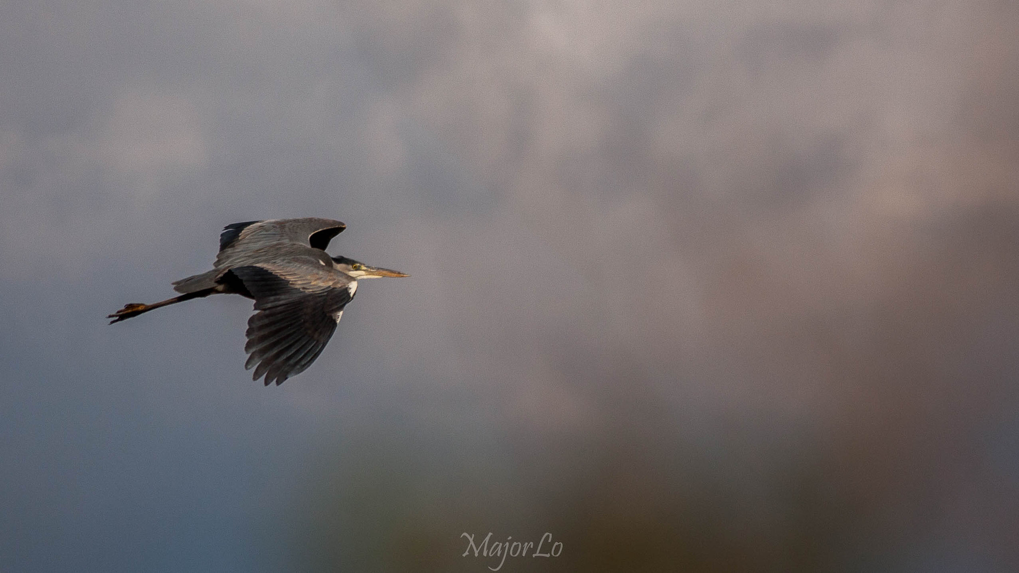 Canon EOS 40D + Sigma 55-200mm f/4-5.6 DC sample photo. Grey heron in flight photography