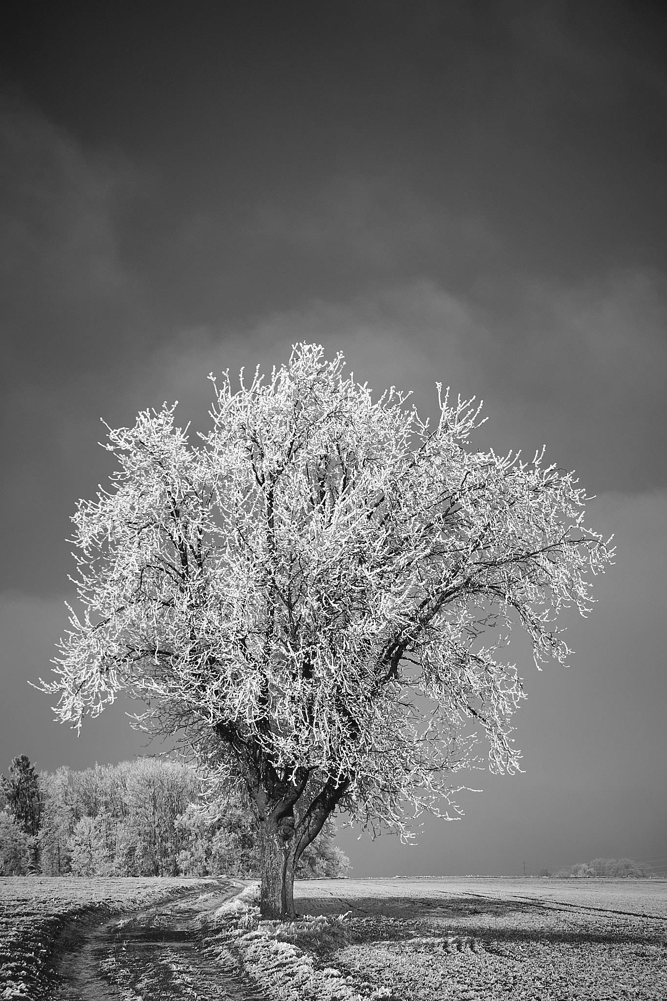Fujifilm X-Pro1 sample photo. Iced tree photography
