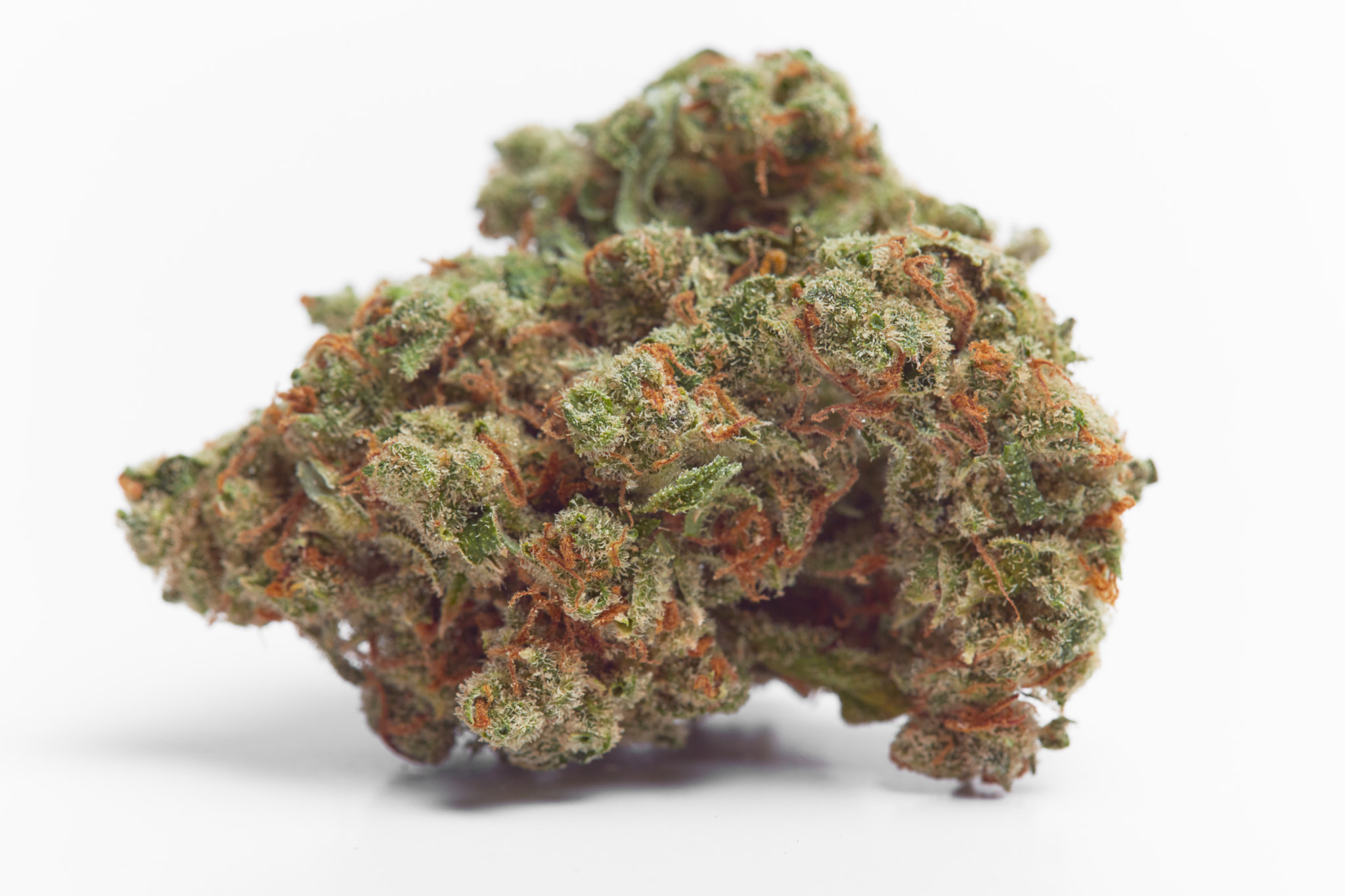 Close up of Jack Herrer strain marijuana buds