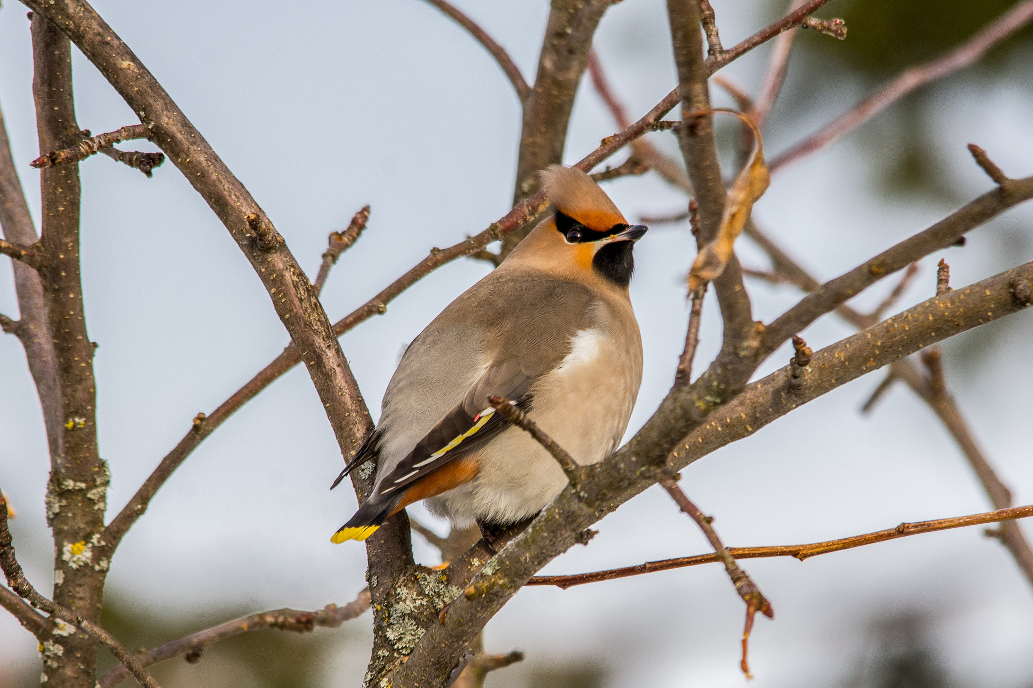 Sigma 150-500mm F5-6.3 DG OS HSM sample photo. Bohemian waxwing photography