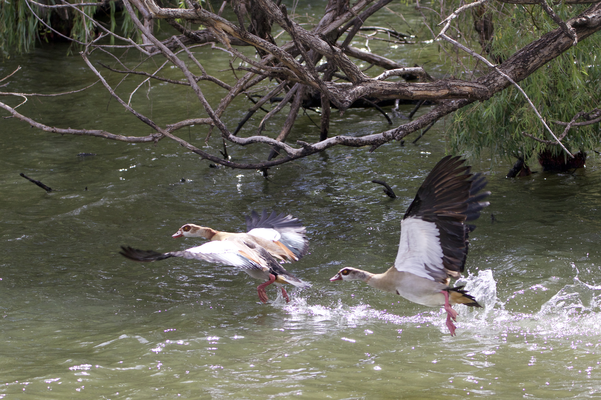 Sigma 150mm f/2.8 EX DG OS HSM APO Macro sample photo. Egyptian geese taking off photography