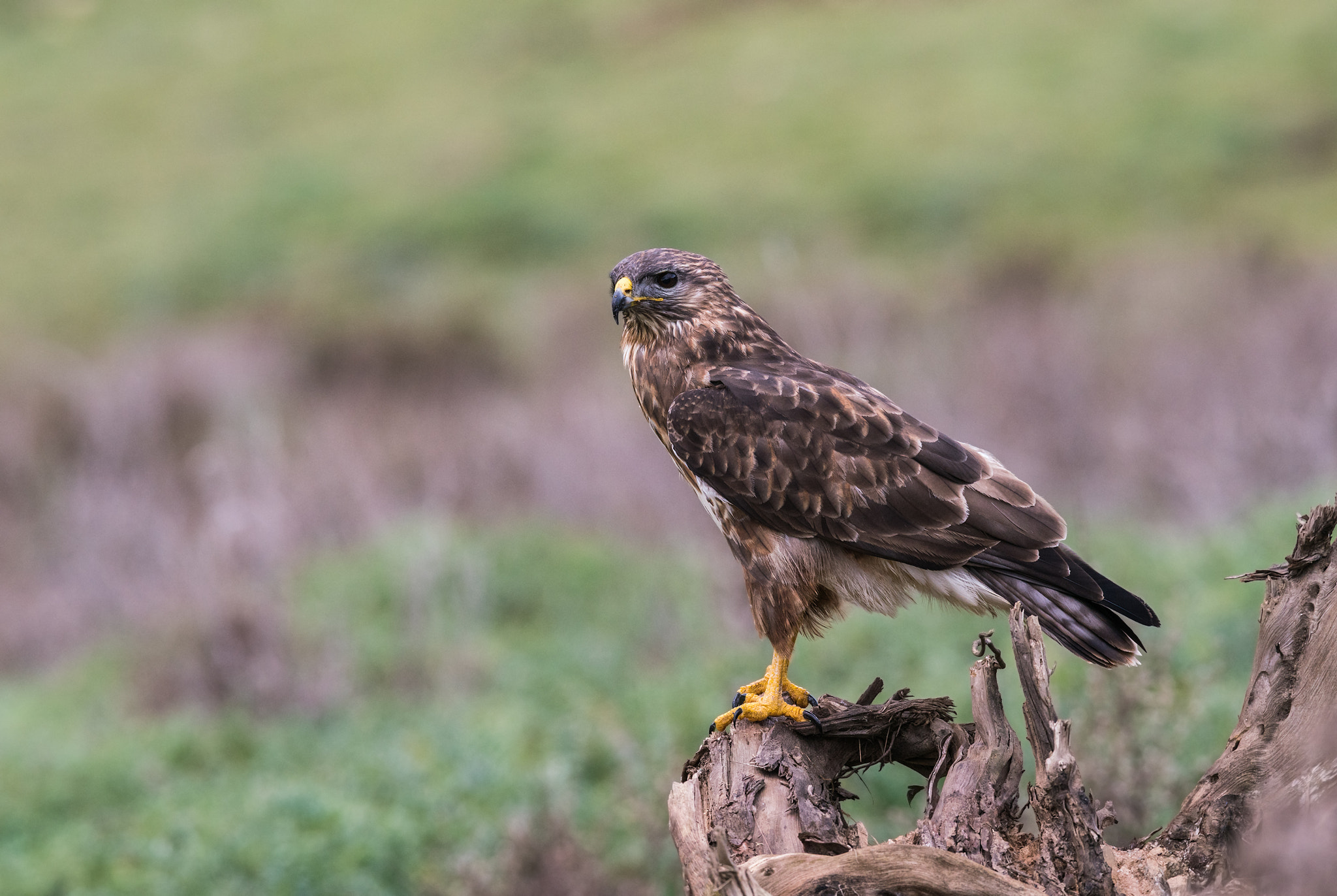 Sony a99 II + Sony 300mm F2.8 G SSM II sample photo. Buteo buteo photography