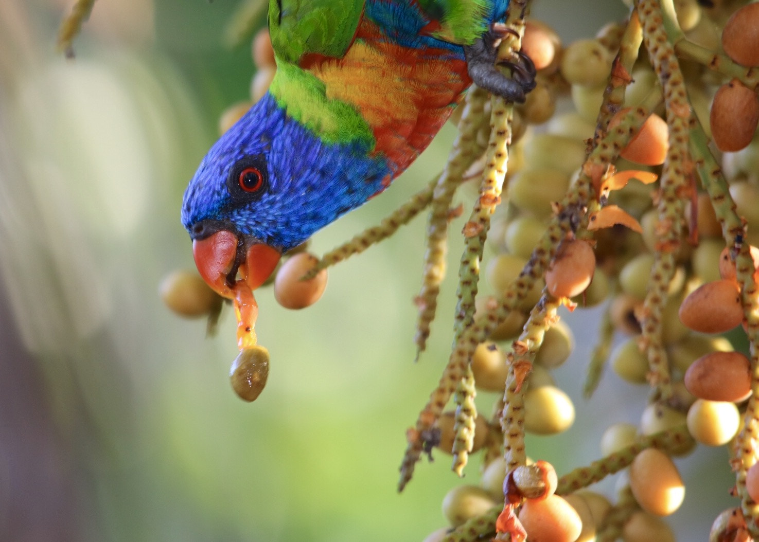 Sigma 150-500mm F5-6.3 DG OS HSM sample photo. Rainbow photography