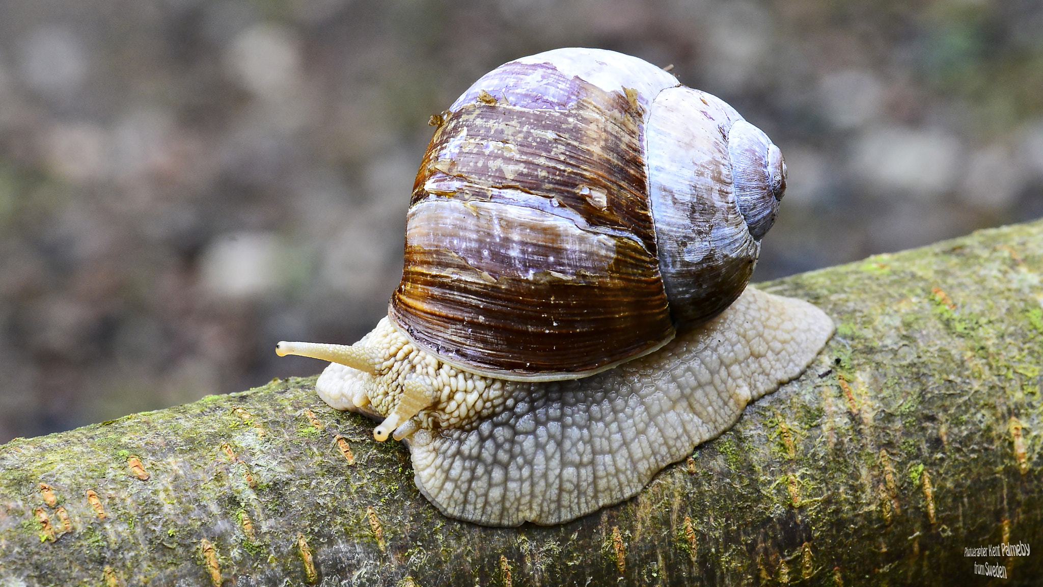 Nikon D800E sample photo. Helix pomatia photography