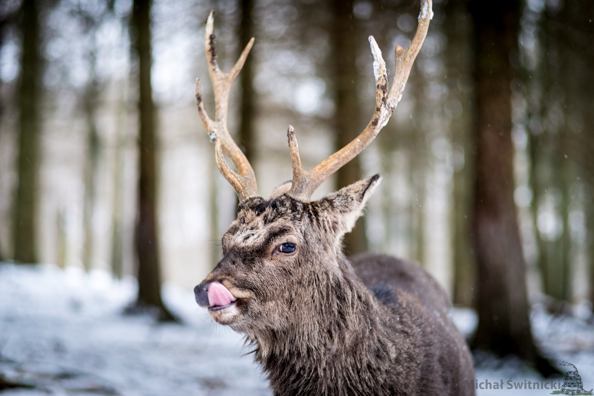 Pentax K-1 + Pentax smc FA 77mm 1.8 Limited sample photo. Tame sika deer portrait photography