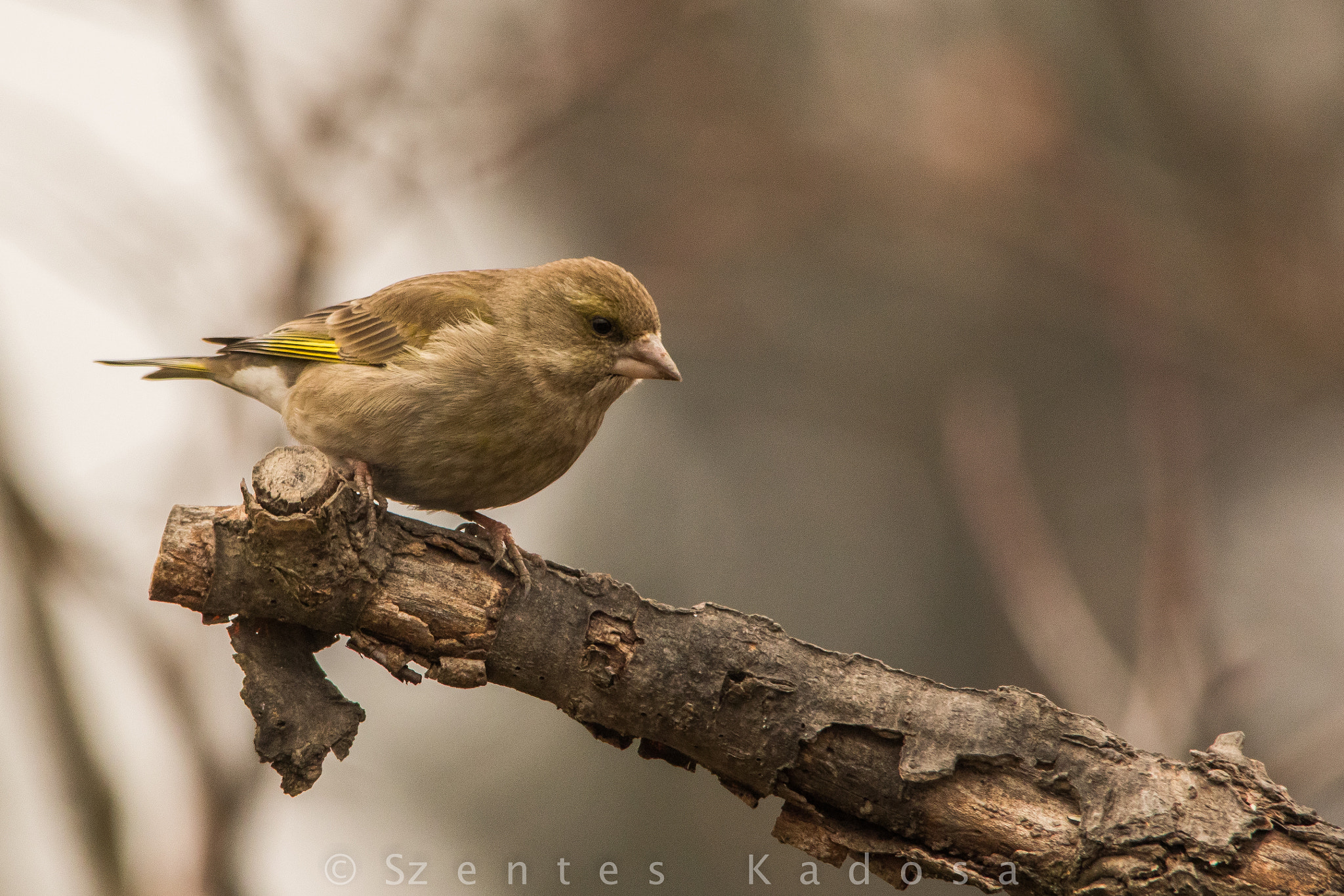 Sigma 150-500mm F5-6.3 DG OS HSM sample photo. Greenfinch (chloris chloris) female photography