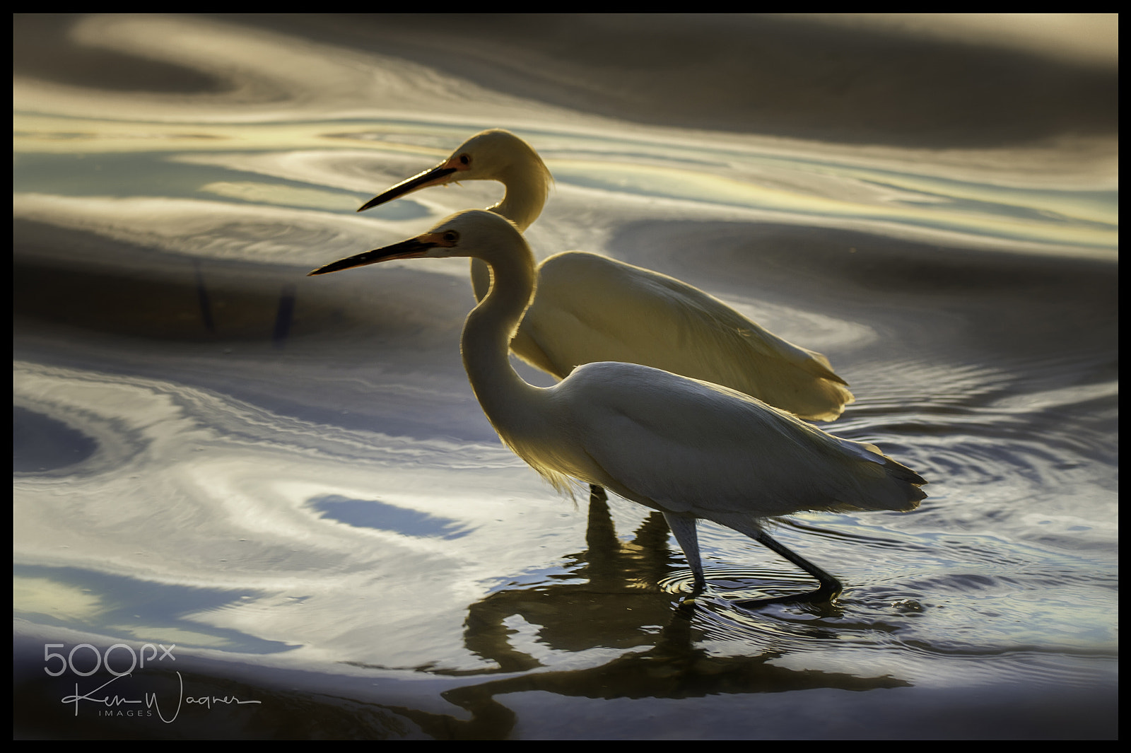Sigma 150-600mm F5-6.3 DG OS HSM | C sample photo. Dynamic duo photography