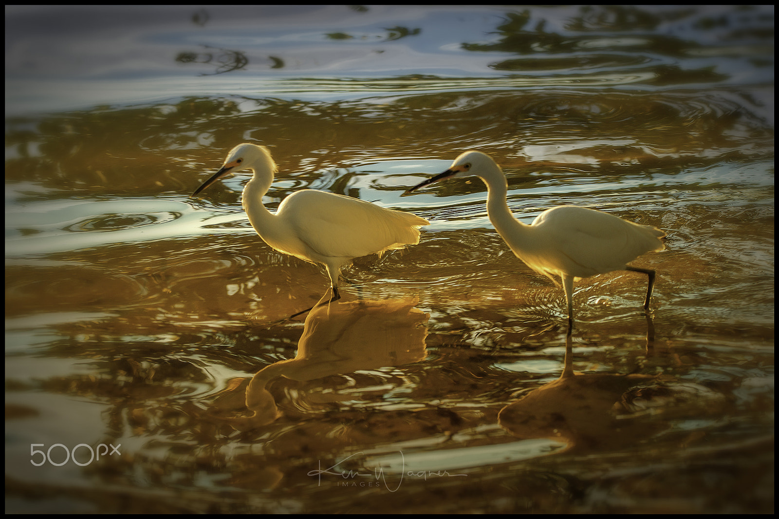 Sigma 150-600mm F5-6.3 DG OS HSM | C sample photo. Egret sunset photography