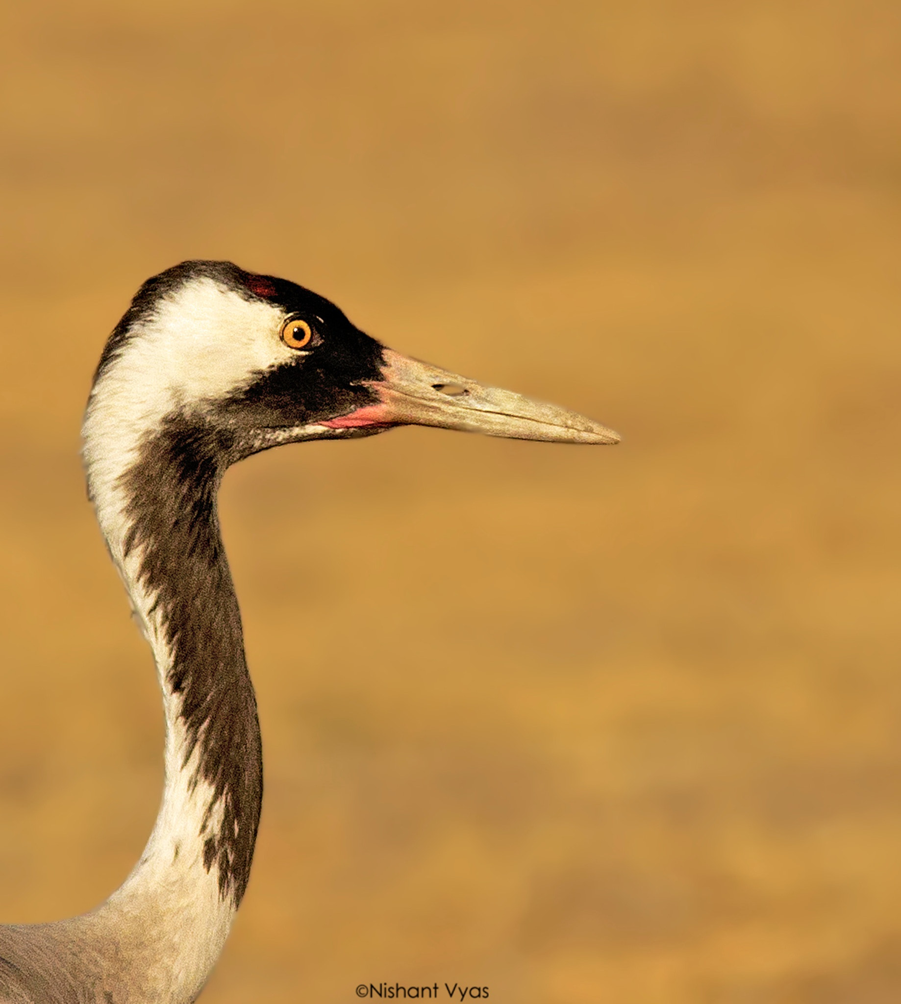 Sigma 150-500mm F5-6.3 DG OS HSM sample photo