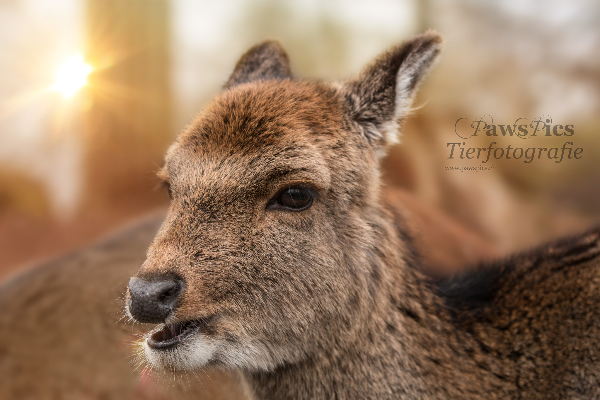 Canon EOS 70D + Canon EF 70-200mm F4L IS USM sample photo. Deer photography