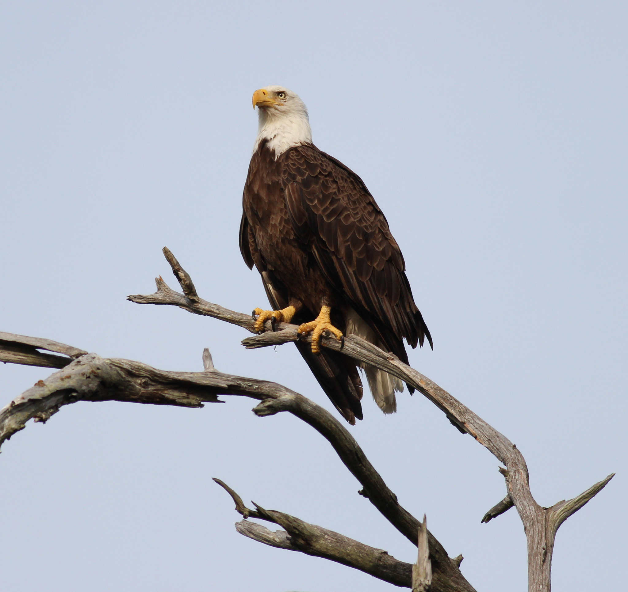 Canon EF 400mm F5.6L USM sample photo. Majesty photography