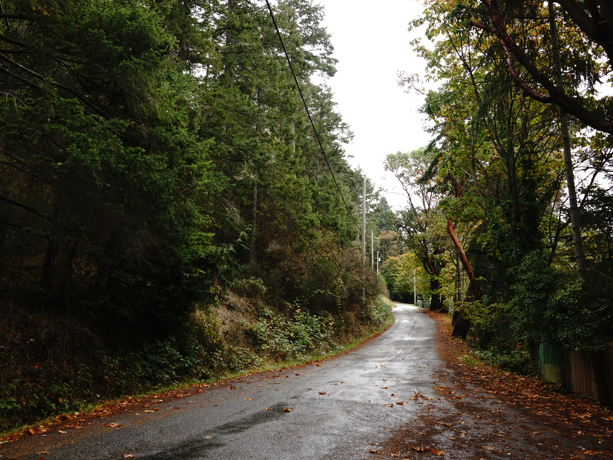 Sony 35mm F2.0 sample photo. Road on pender island photography