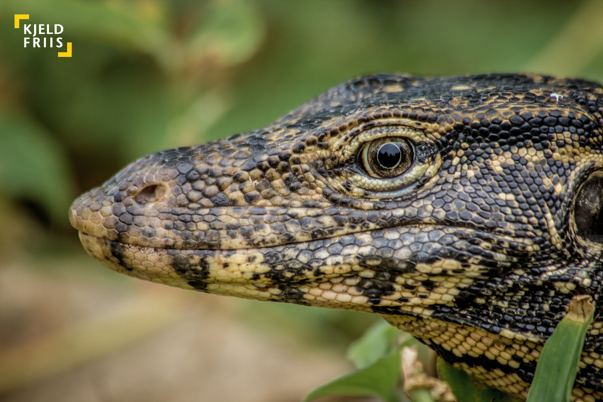 Canon EOS 600D (Rebel EOS T3i / EOS Kiss X5) sample photo. Varanus salvator photography