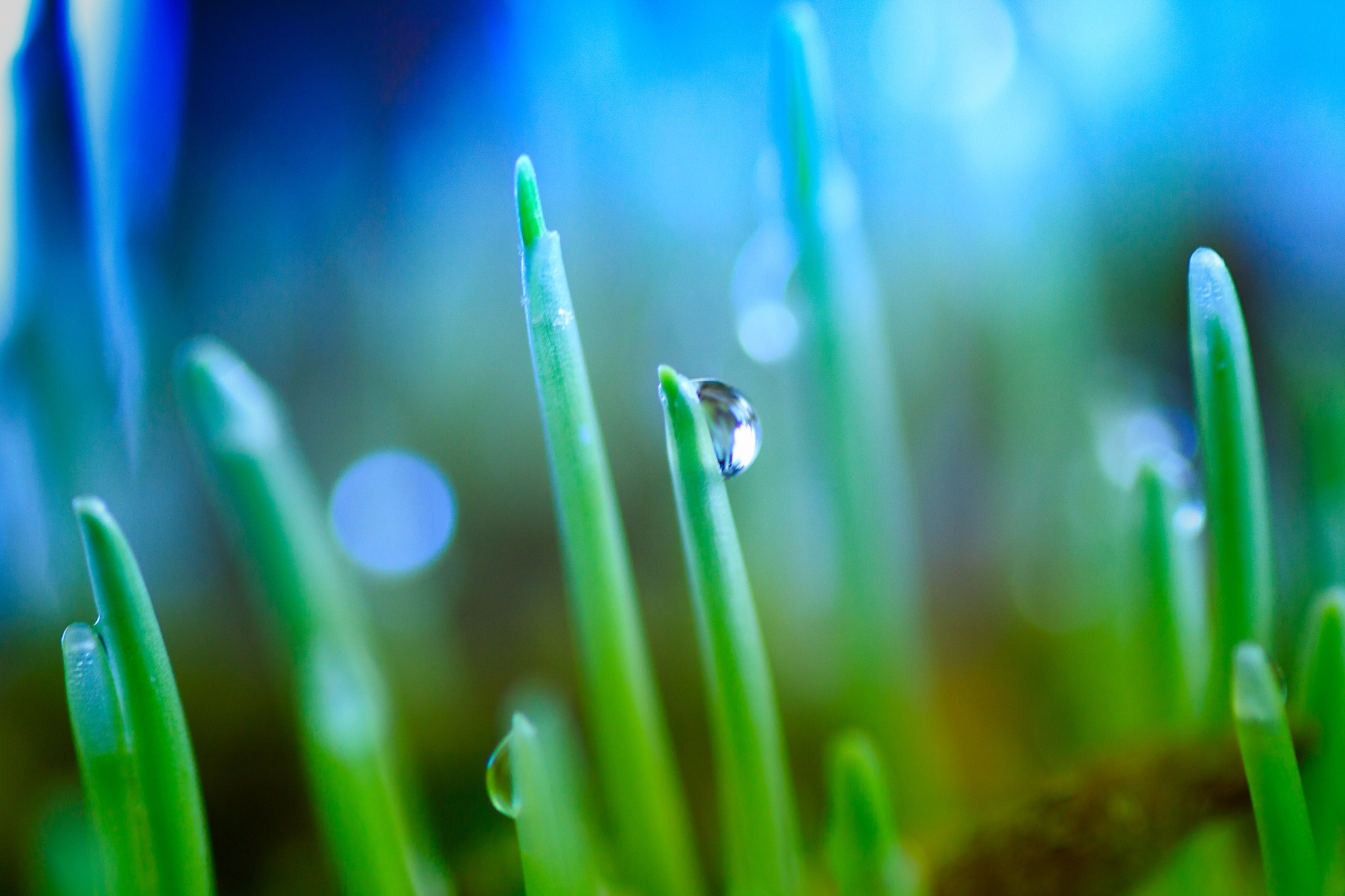 Canon EOS 700D (EOS Rebel T5i / EOS Kiss X7i) + Tamron SP AF 90mm F2.8 Di Macro sample photo. Droplet and browse photography