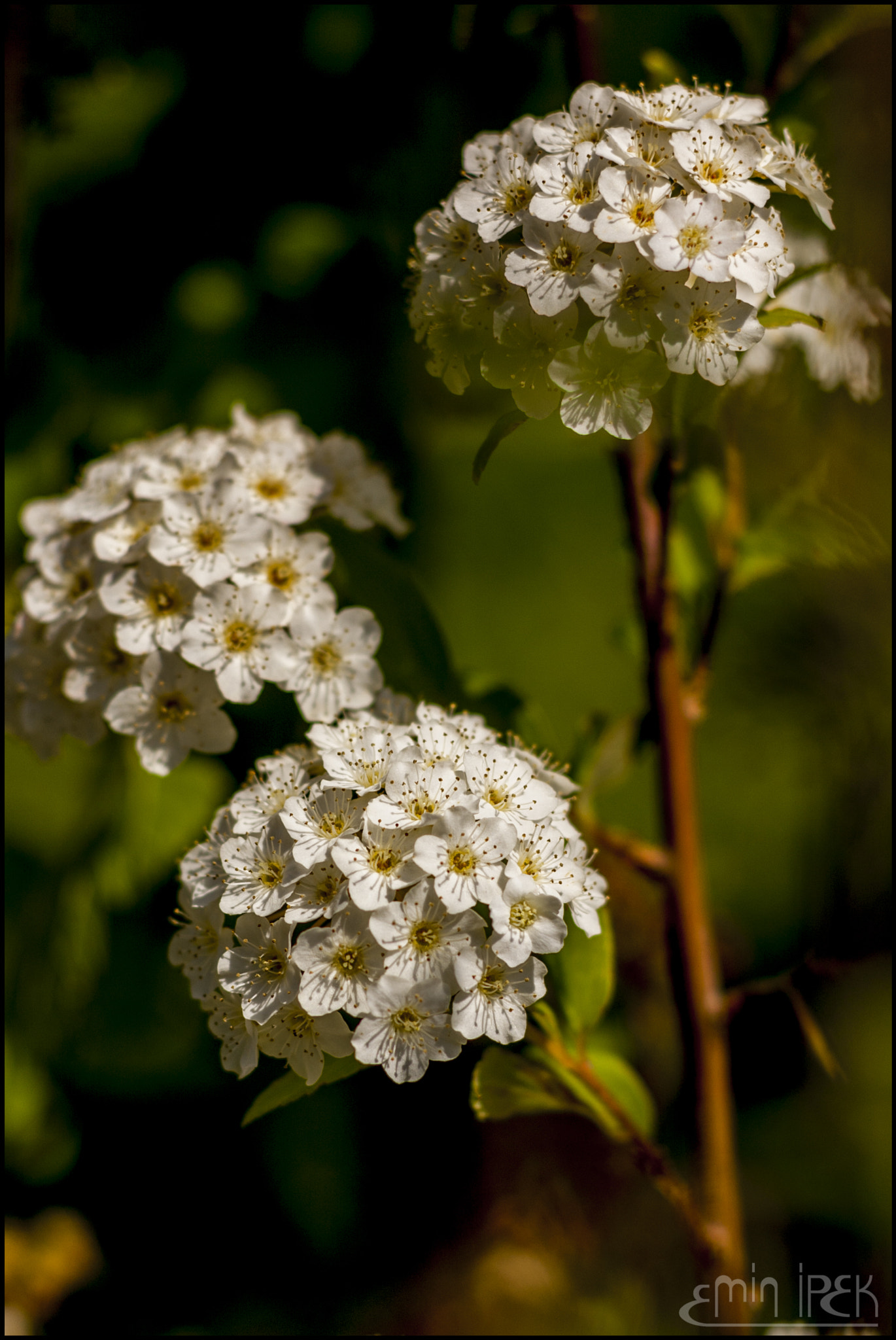 Canon EOS 40D sample photo. Flower photography