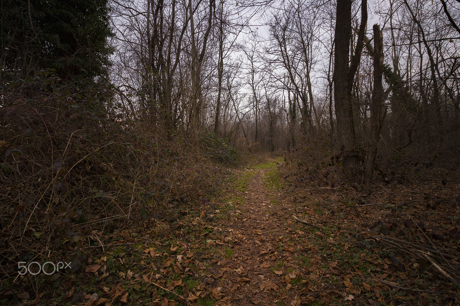 Sigma 10-20mm F3.5 EX DC HSM sample photo. Nel bosco photography