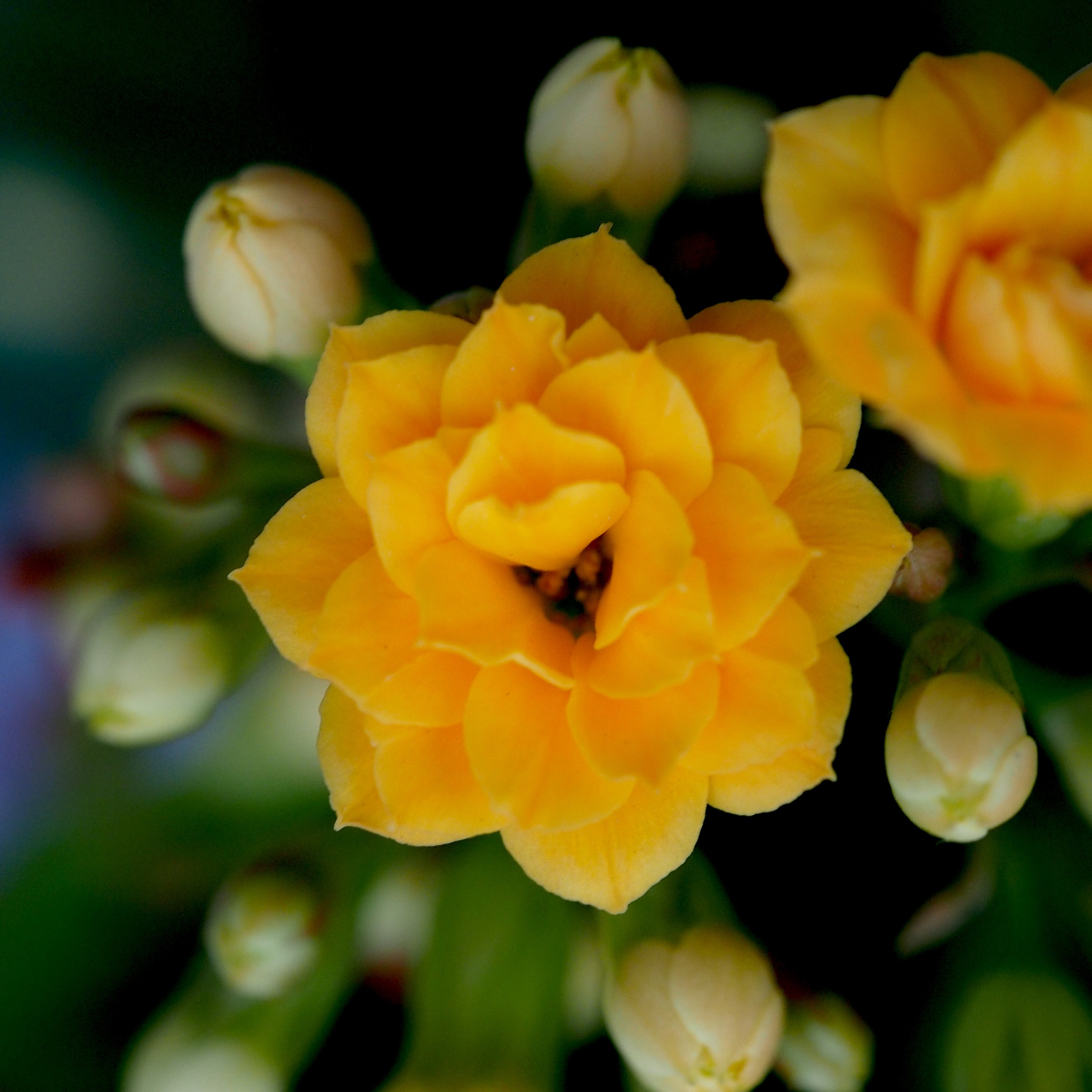 Olympus M.Zuiko Digital ED 60mm F2.8 Macro sample photo. Calandiva photography