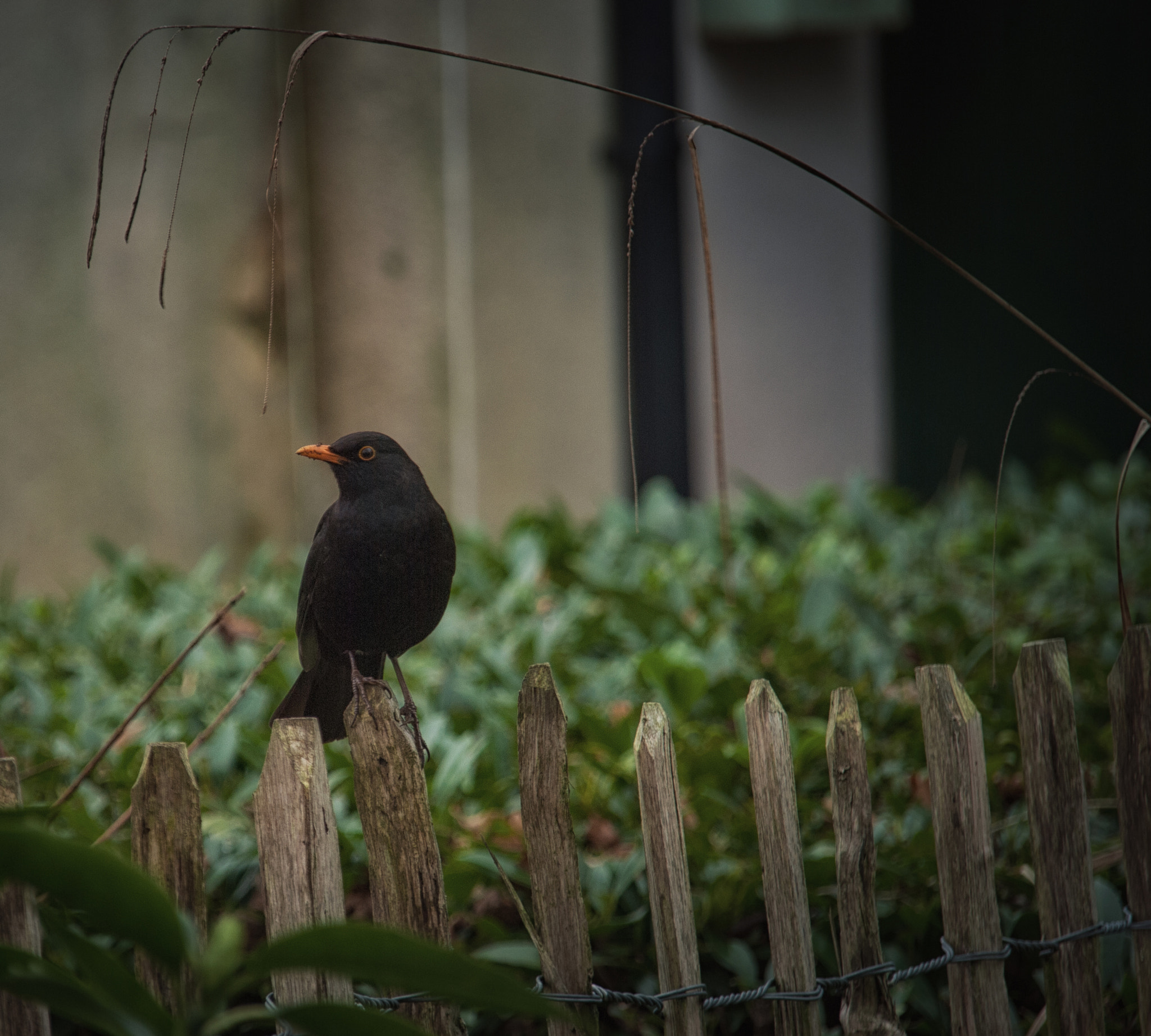 Nikon D60 sample photo. In the garden photography