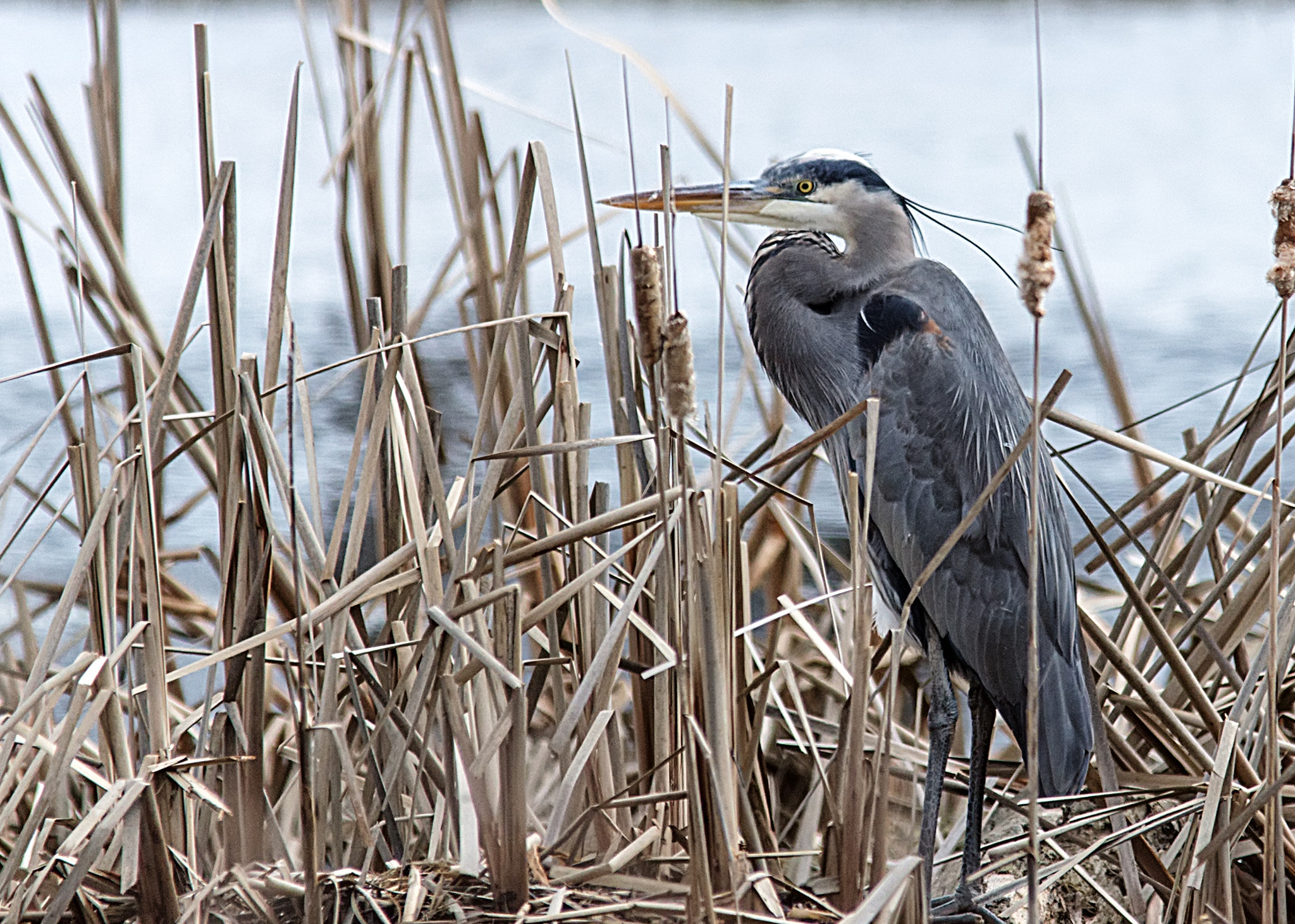 Canon EOS 60D + Sigma 150-500mm F5-6.3 DG OS HSM sample photo. Blue heron photography