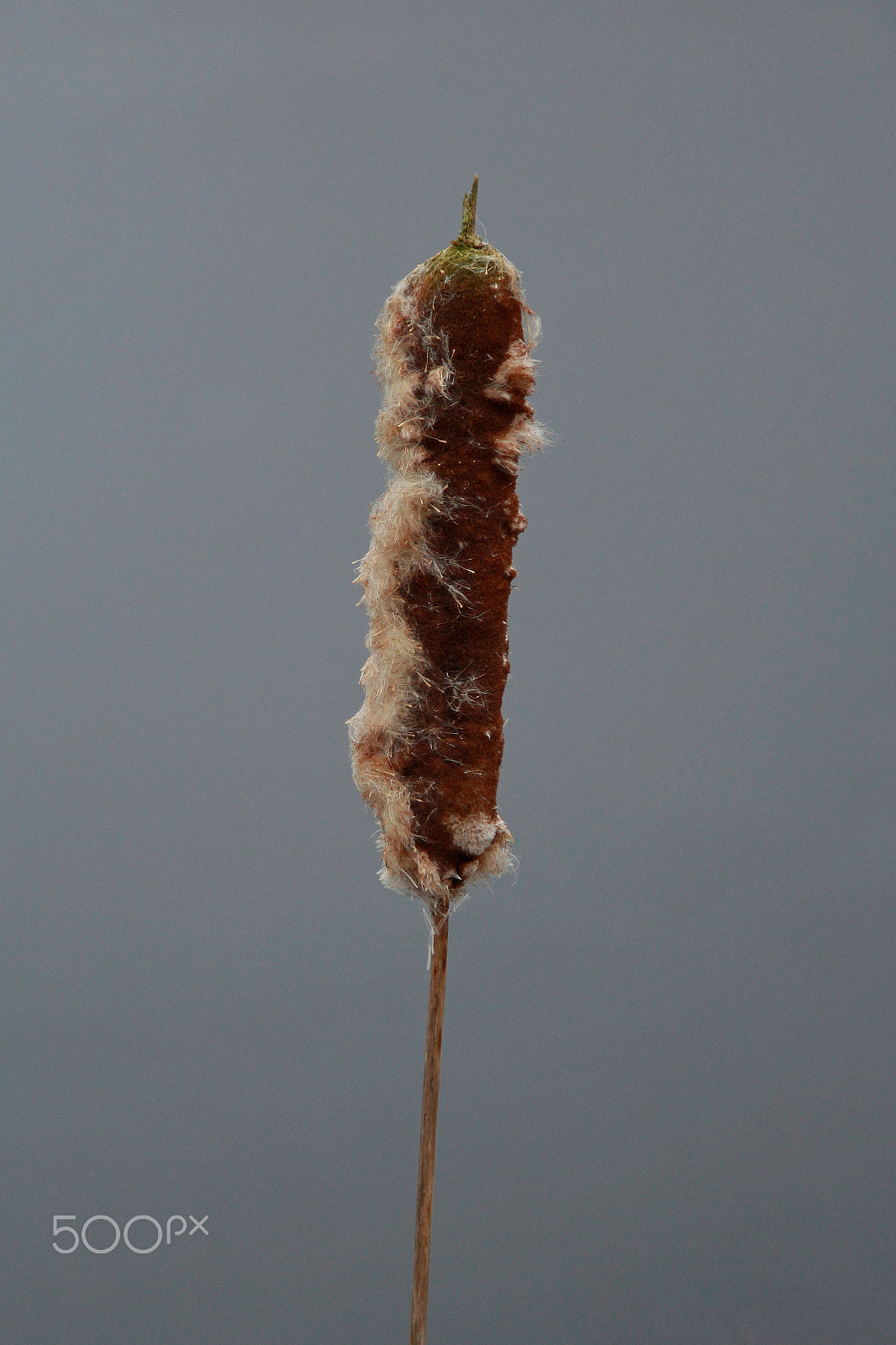 Canon EOS 1200D (EOS Rebel T5 / EOS Kiss X70 / EOS Hi) + Canon EF 24-105mm F4L IS USM sample photo. Broken cattails photography