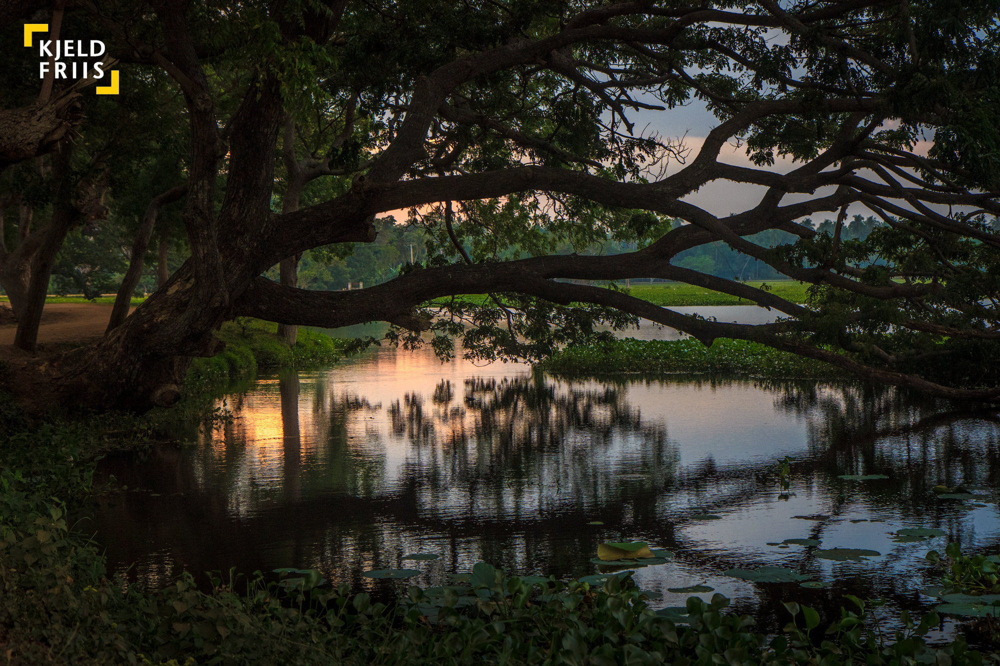 Canon EOS 600D (Rebel EOS T3i / EOS Kiss X5) sample photo. Sunset tree photography