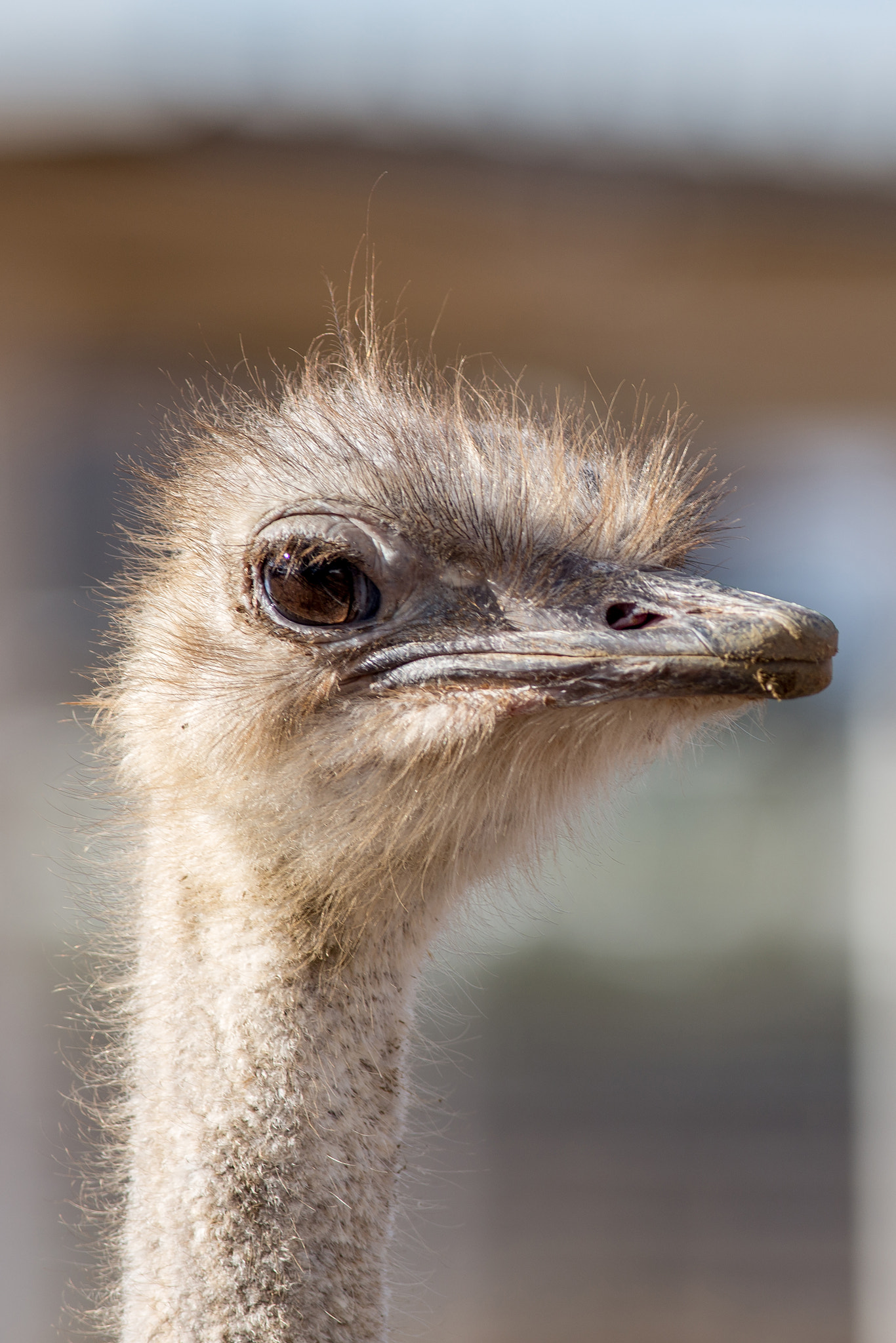 Canon EOS 6D + Canon EF 400mm F5.6L USM sample photo. Oz photography