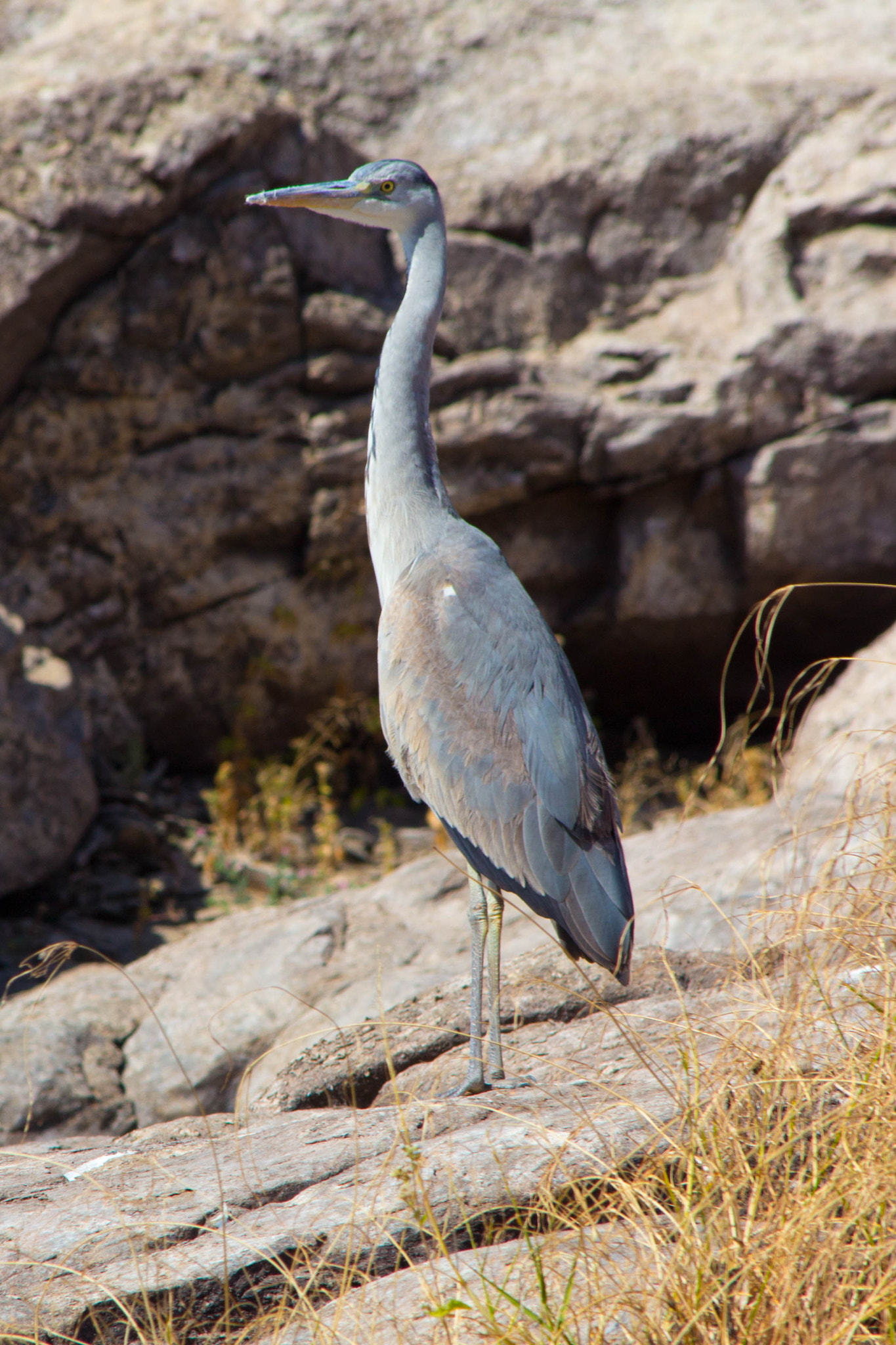 Canon EF 70-300mm F4-5.6 IS USM sample photo. Img photography
