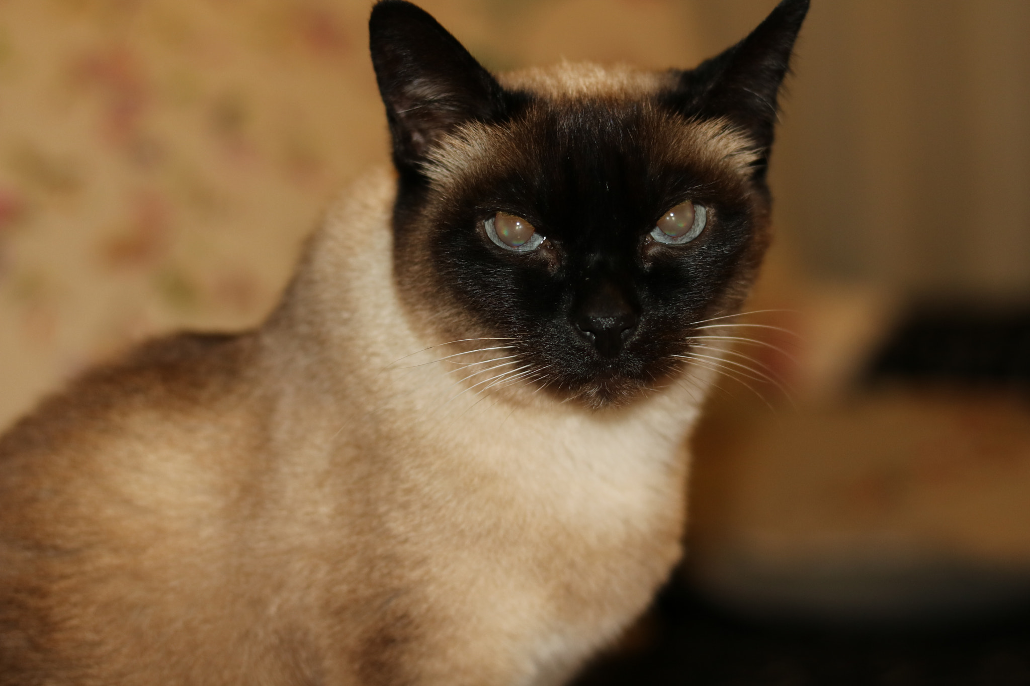 Canon EOS 760D (EOS Rebel T6s / EOS 8000D) + Canon EF 50mm F1.8 STM sample photo. Old lady  photography