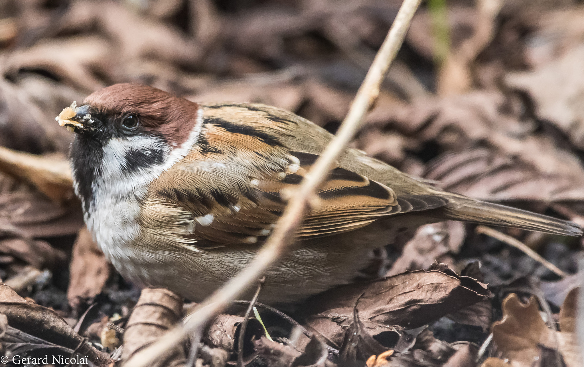 Canon EF 300mm F2.8L IS USM sample photo. Ton sur ton photography