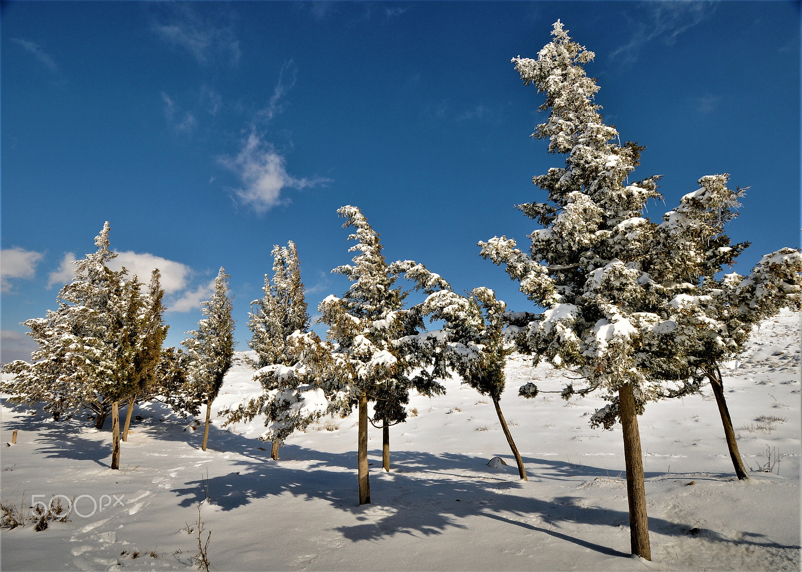 Nikon D300S sample photo. Pinos en blanco photography