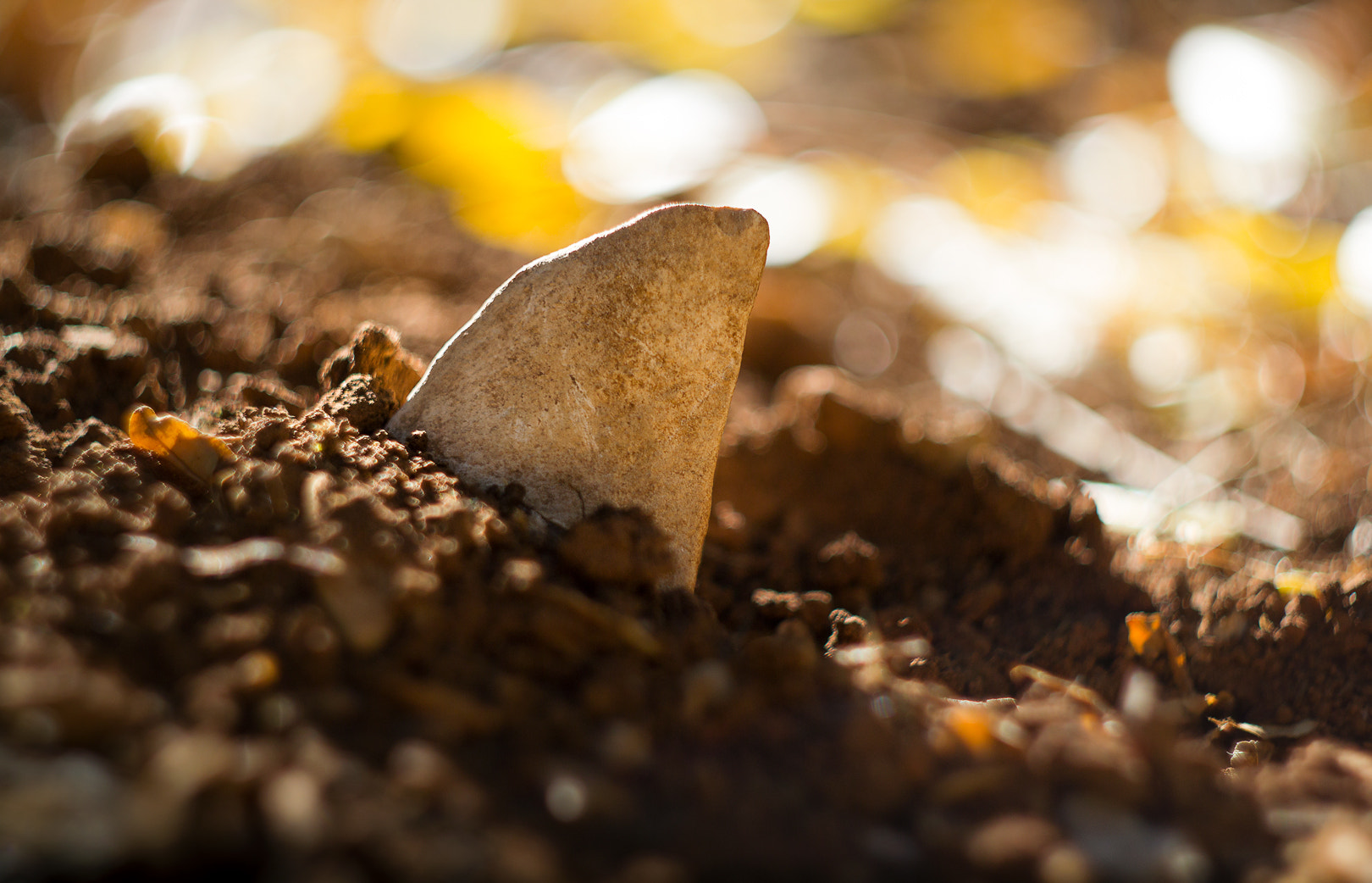 Canon EF 35-80mm f/4-5.6 sample photo. Soil shark ii photography