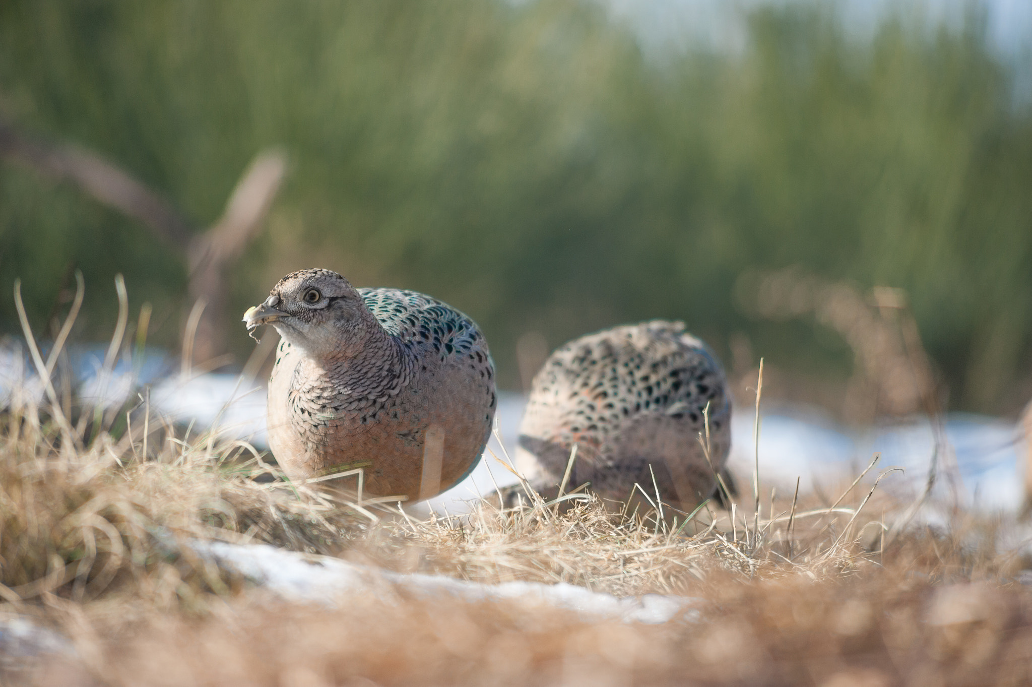 Nikon D700 + AF Nikkor 70-210mm f/4-5.6 sample photo. Phasianus colchicus photography