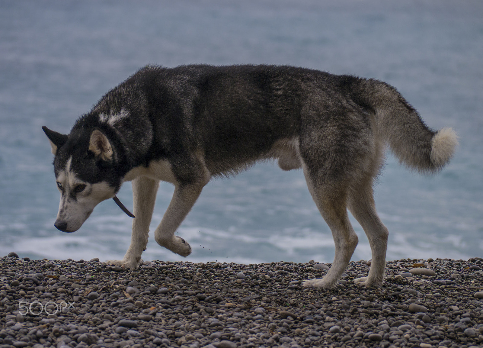 Panasonic Lumix G Vario 45-200mm F4-5.6 OIS sample photo. Dog in positano photography
