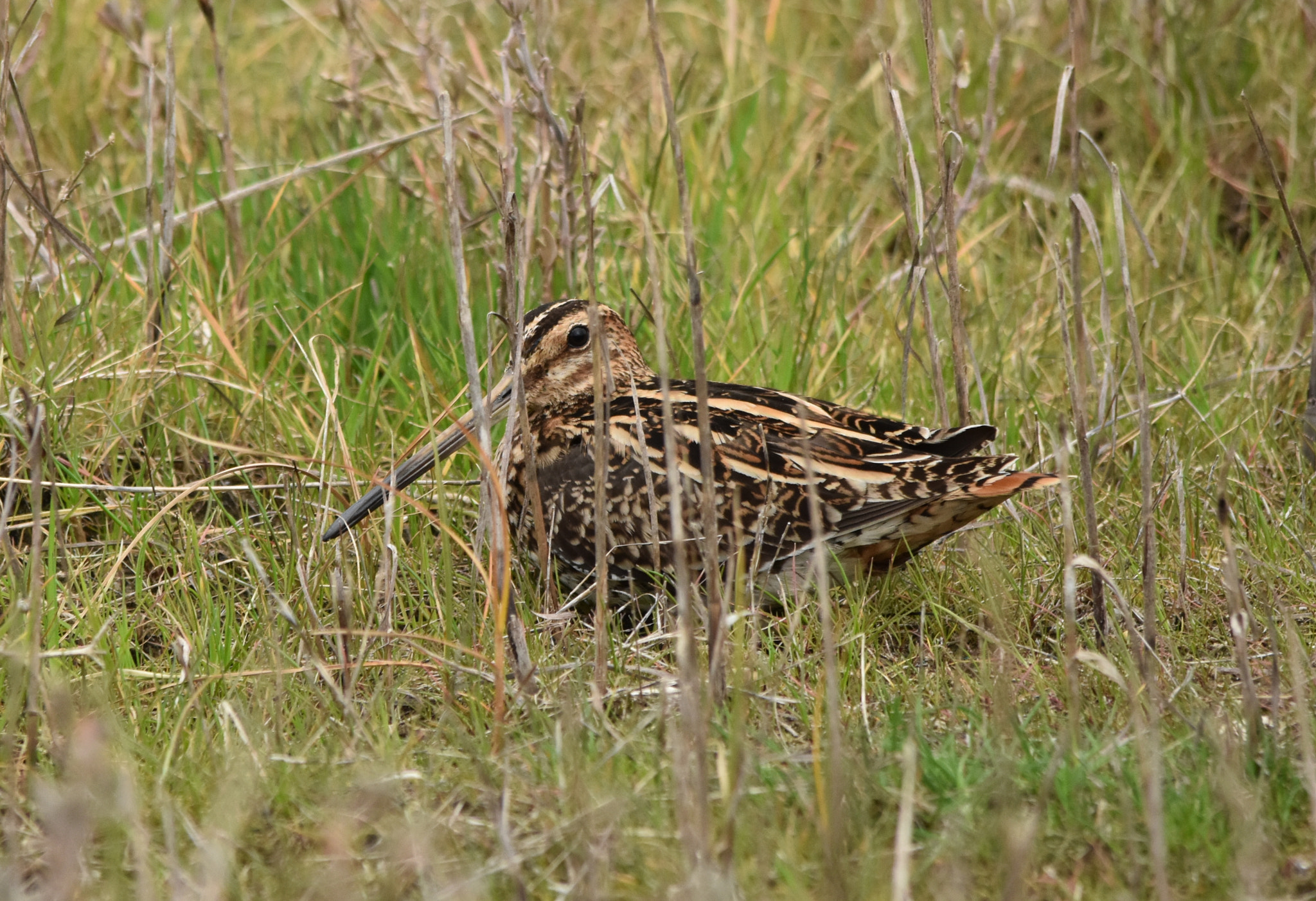 Nikon D7200 + Sigma 150-500mm F5-6.3 DG OS HSM sample photo. Beccaccino photography