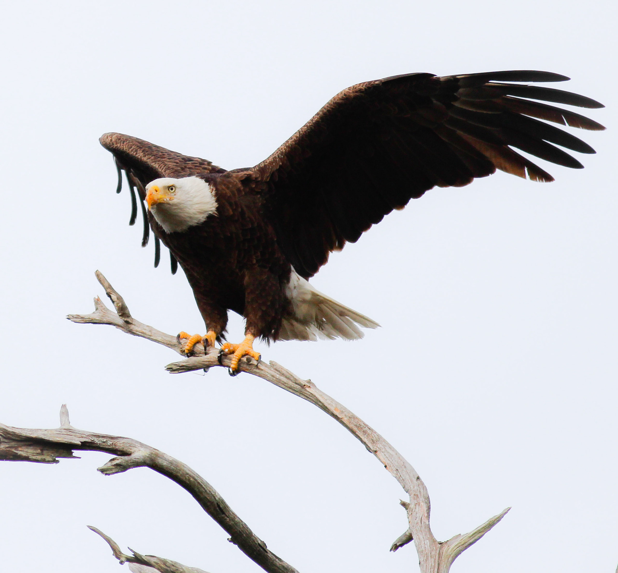 Canon EOS 600D (Rebel EOS T3i / EOS Kiss X5) + Canon EF 400mm F5.6L USM sample photo. Fish blood face photography