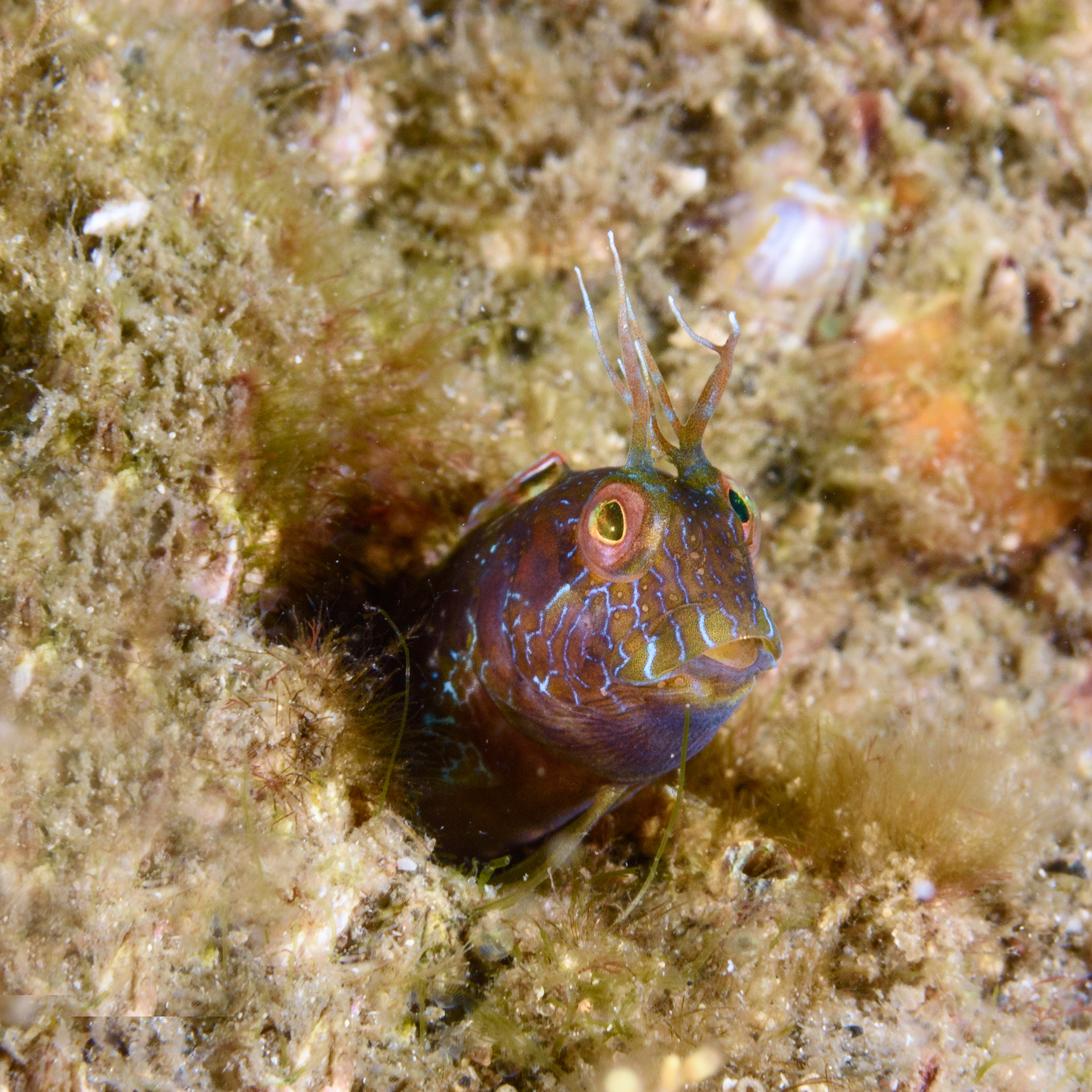 Nikon AF-S Micro-Nikkor 60mm F2.8G ED sample photo. Seaweed blenny photography