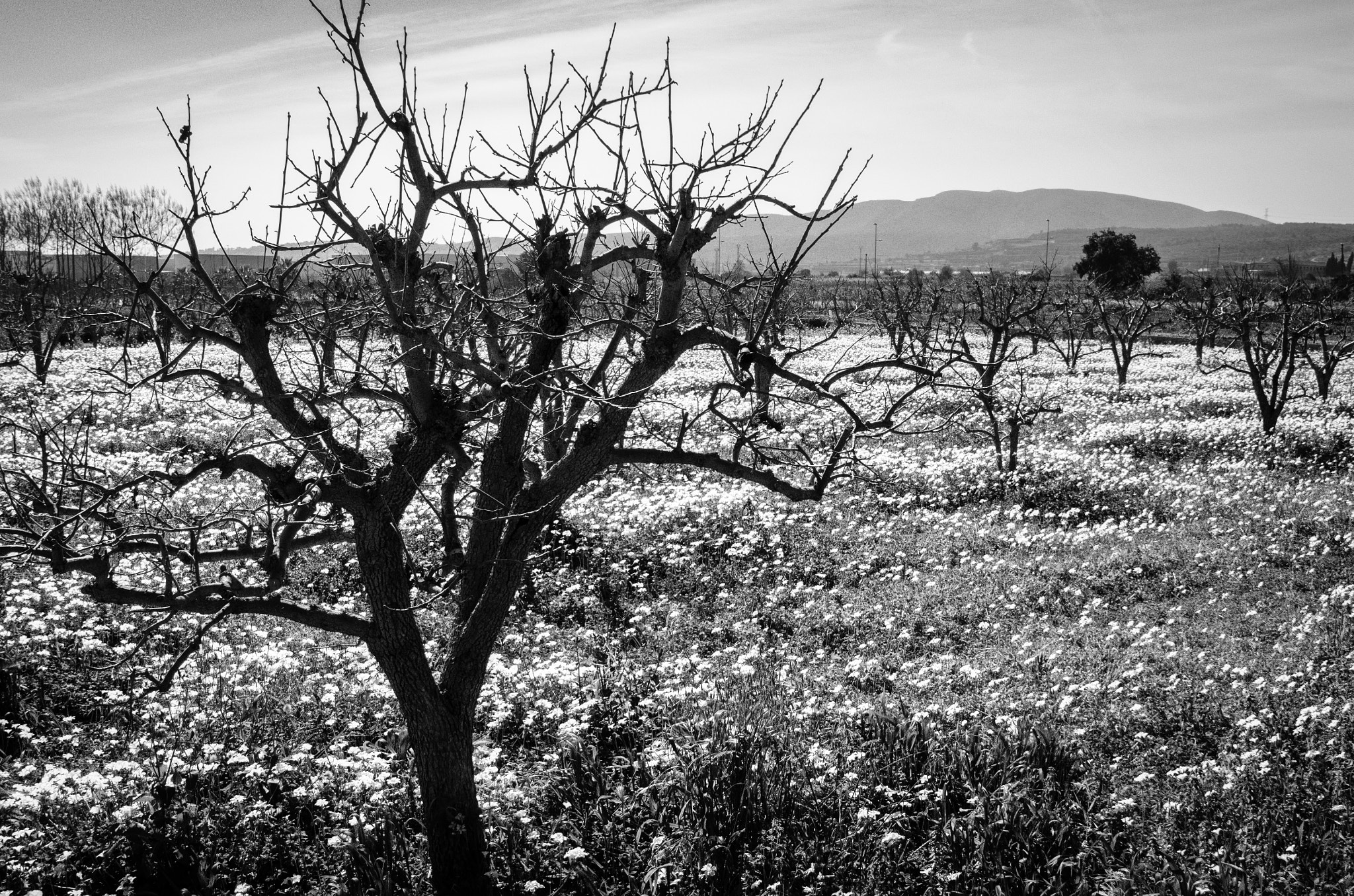 Nikon AF-S Nikkor 24-120mm F4G ED VR sample photo. Kaki field... photography