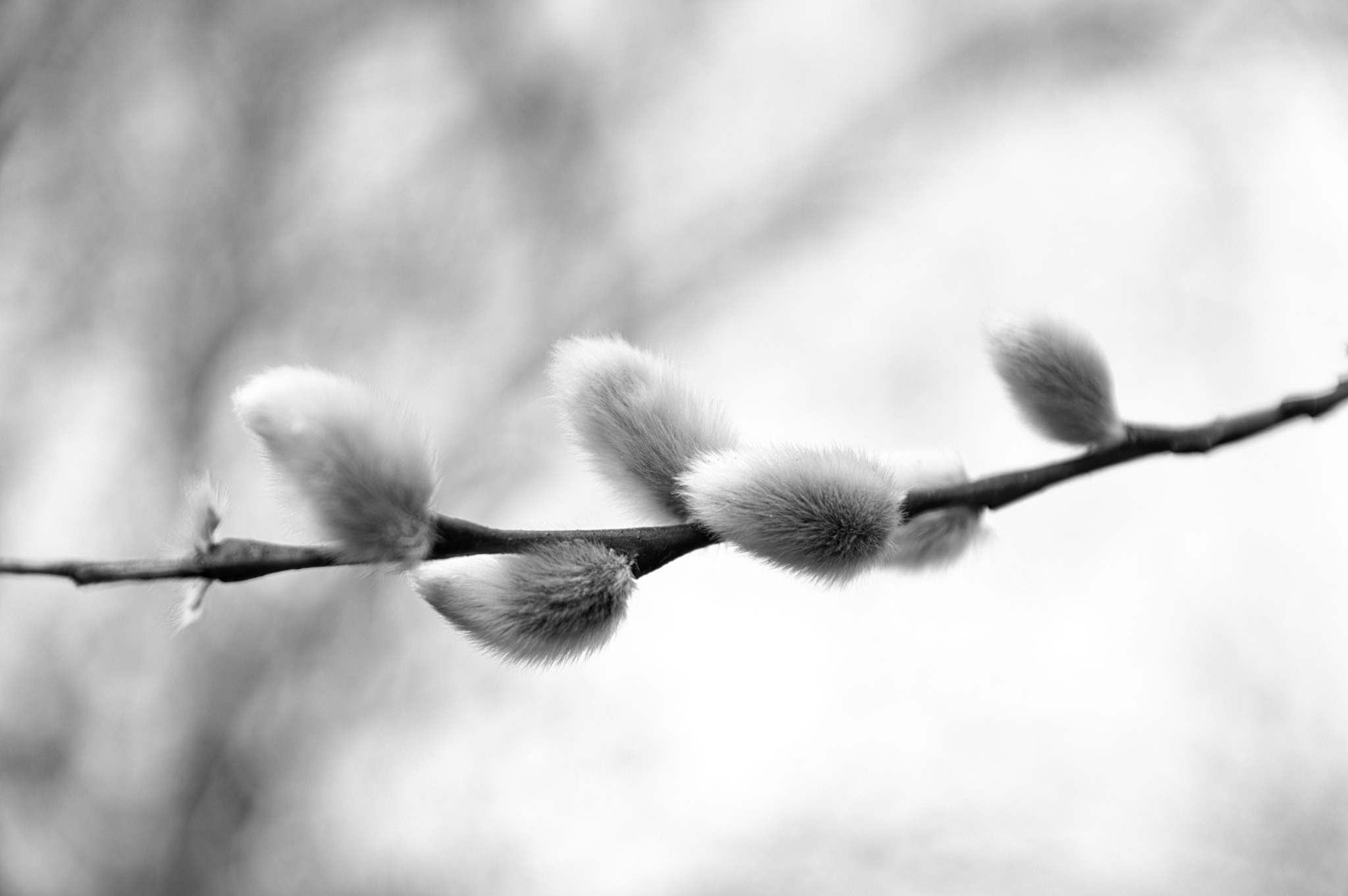 Pentax K-3 II sample photo. Catkins in spring photography