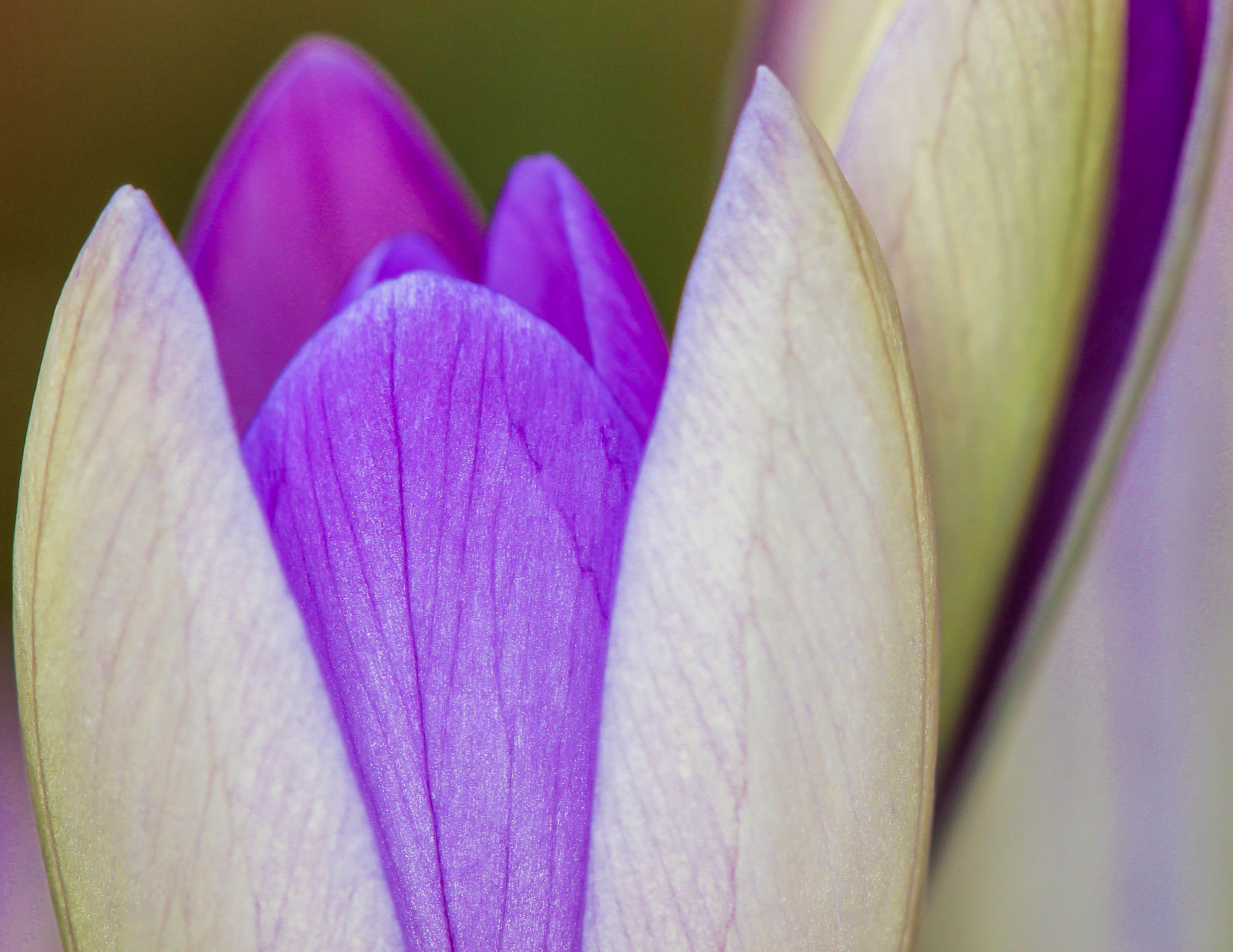Canon EF 100mm F2.8 Macro USM sample photo. Crocuses photography