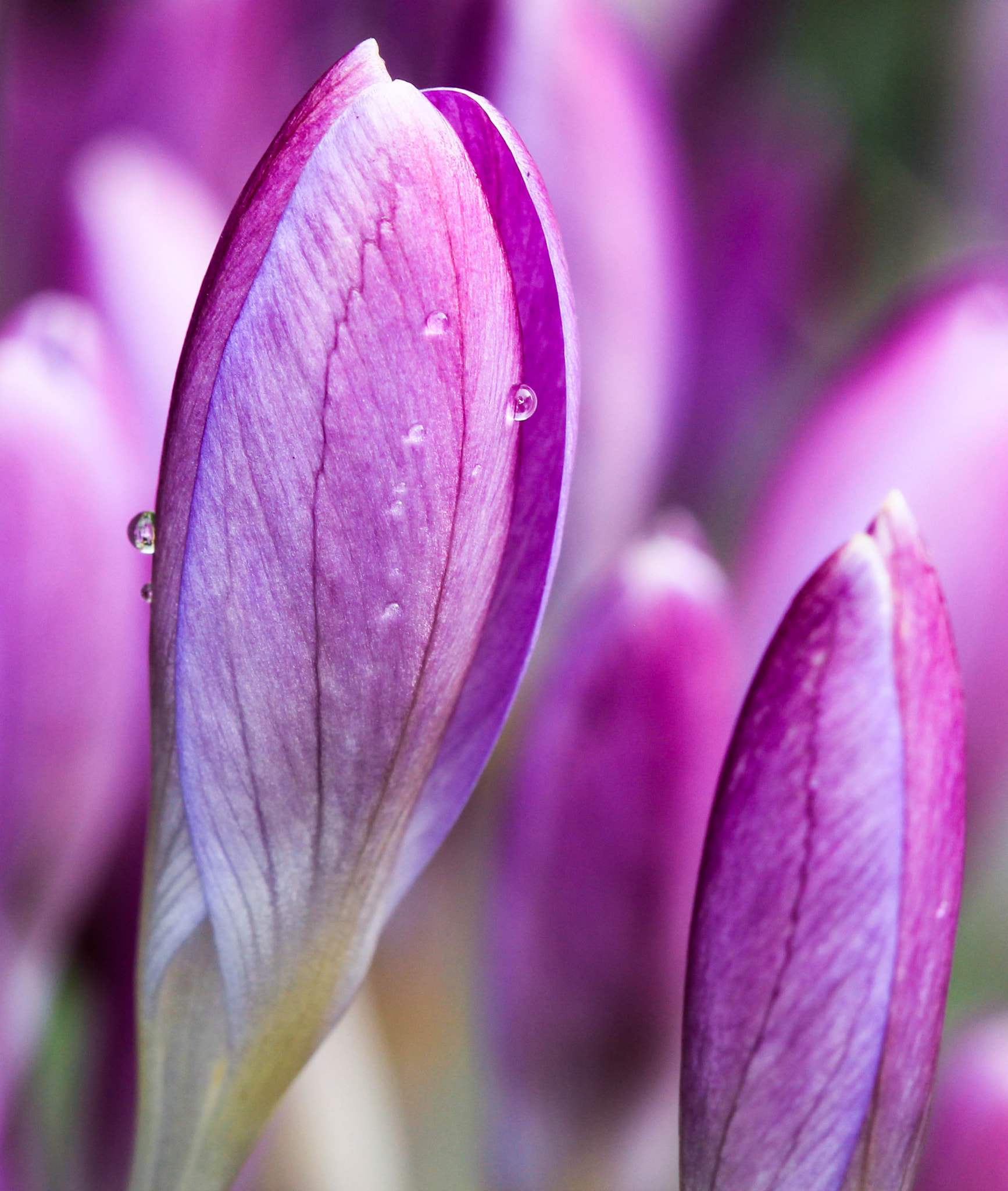 Canon EF 100mm F2.8 Macro USM sample photo. Crocuses photography