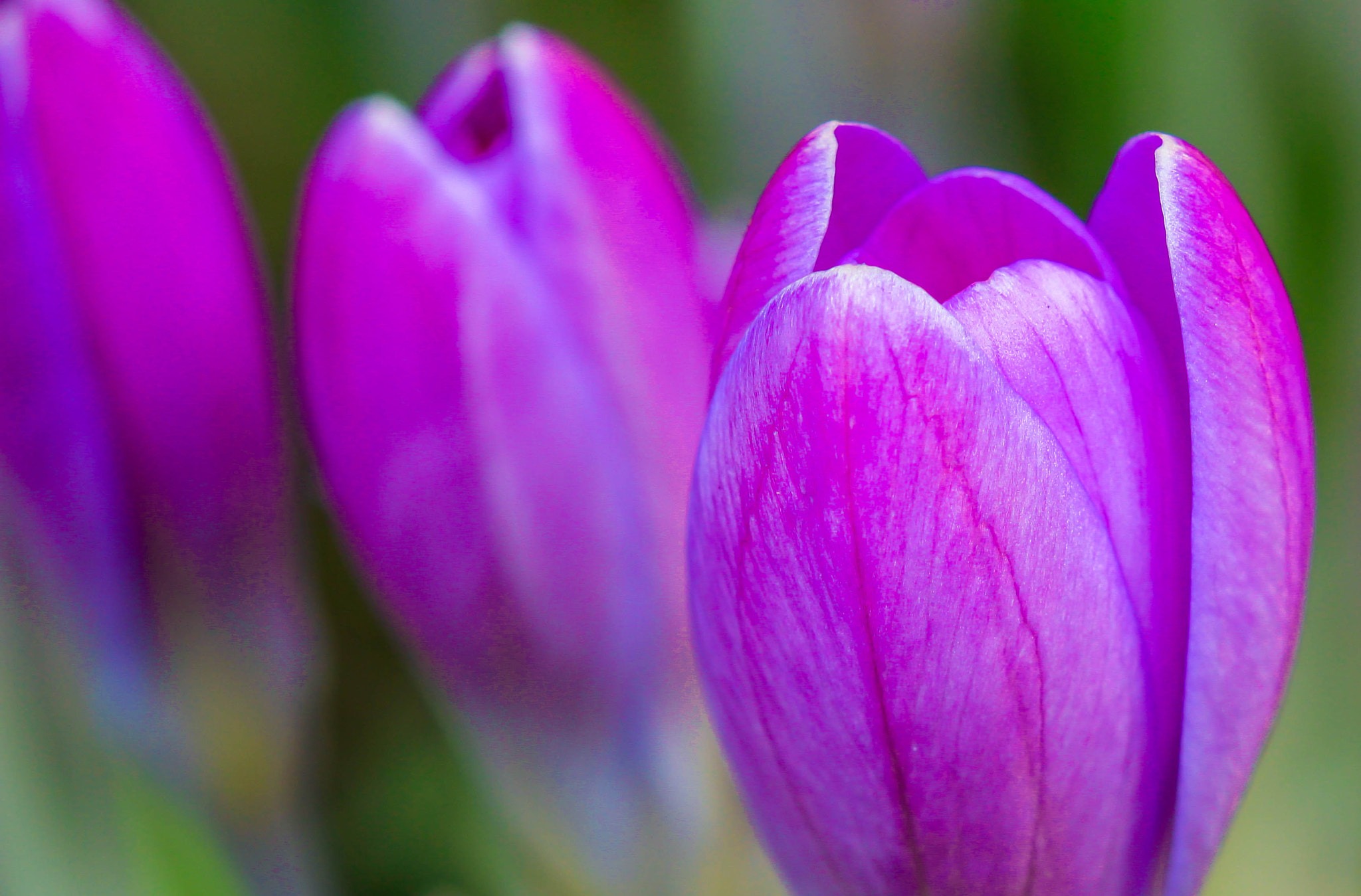 Canon EOS 600D (Rebel EOS T3i / EOS Kiss X5) sample photo. Crocuses photography